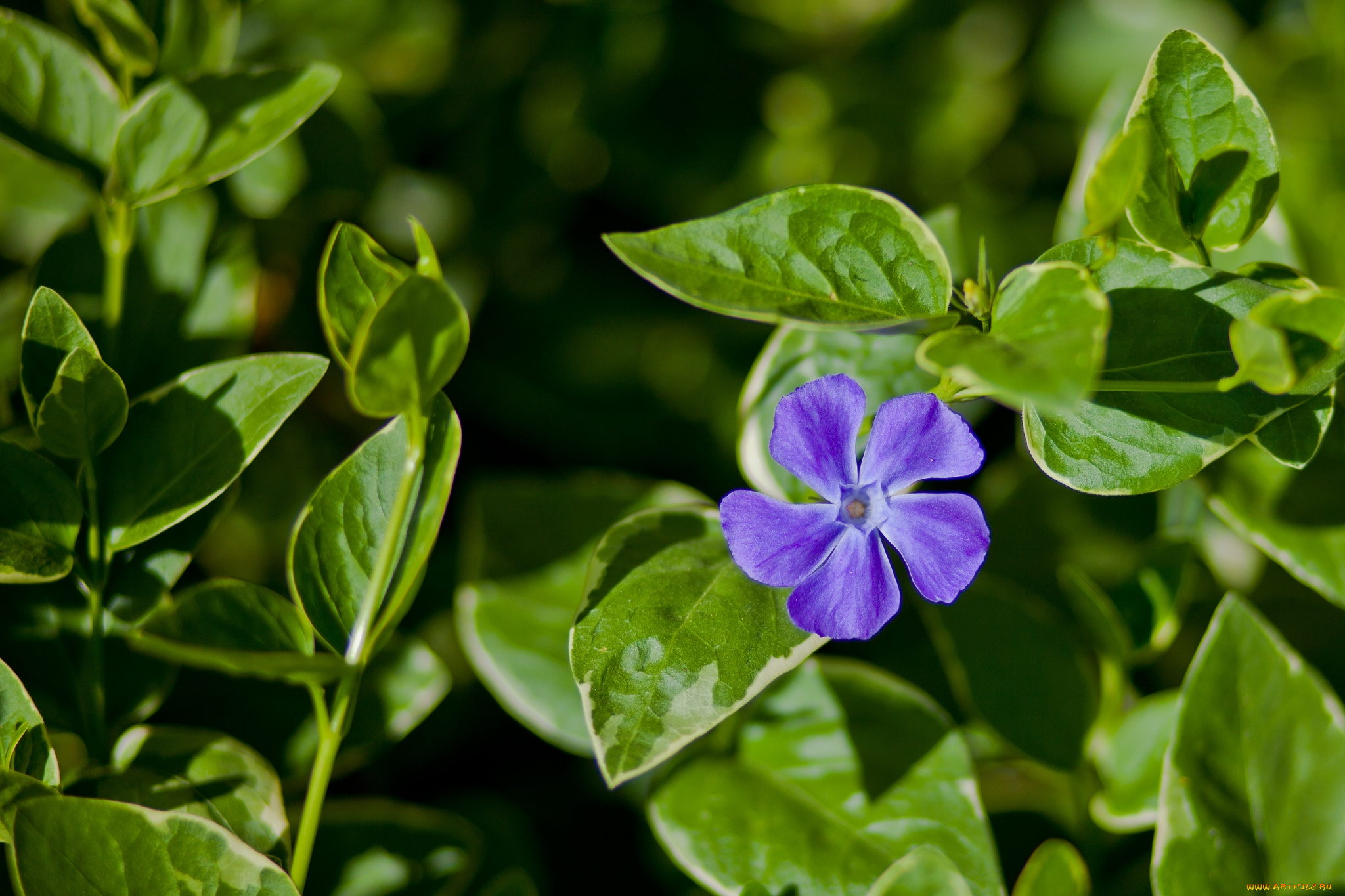 цветы, барвинок, фиолетовый