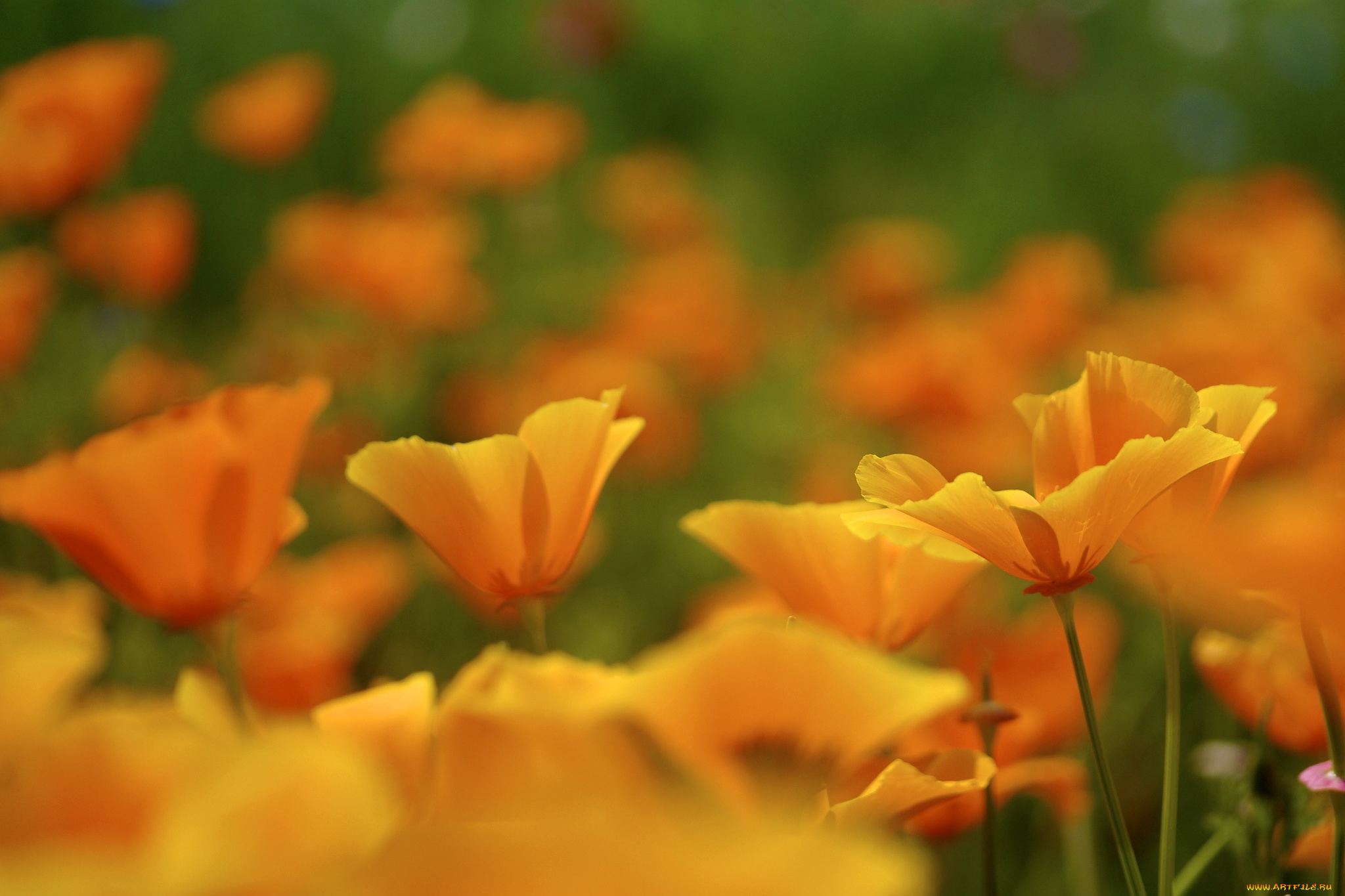 цветы, эшшольция, калифорнийский, мак