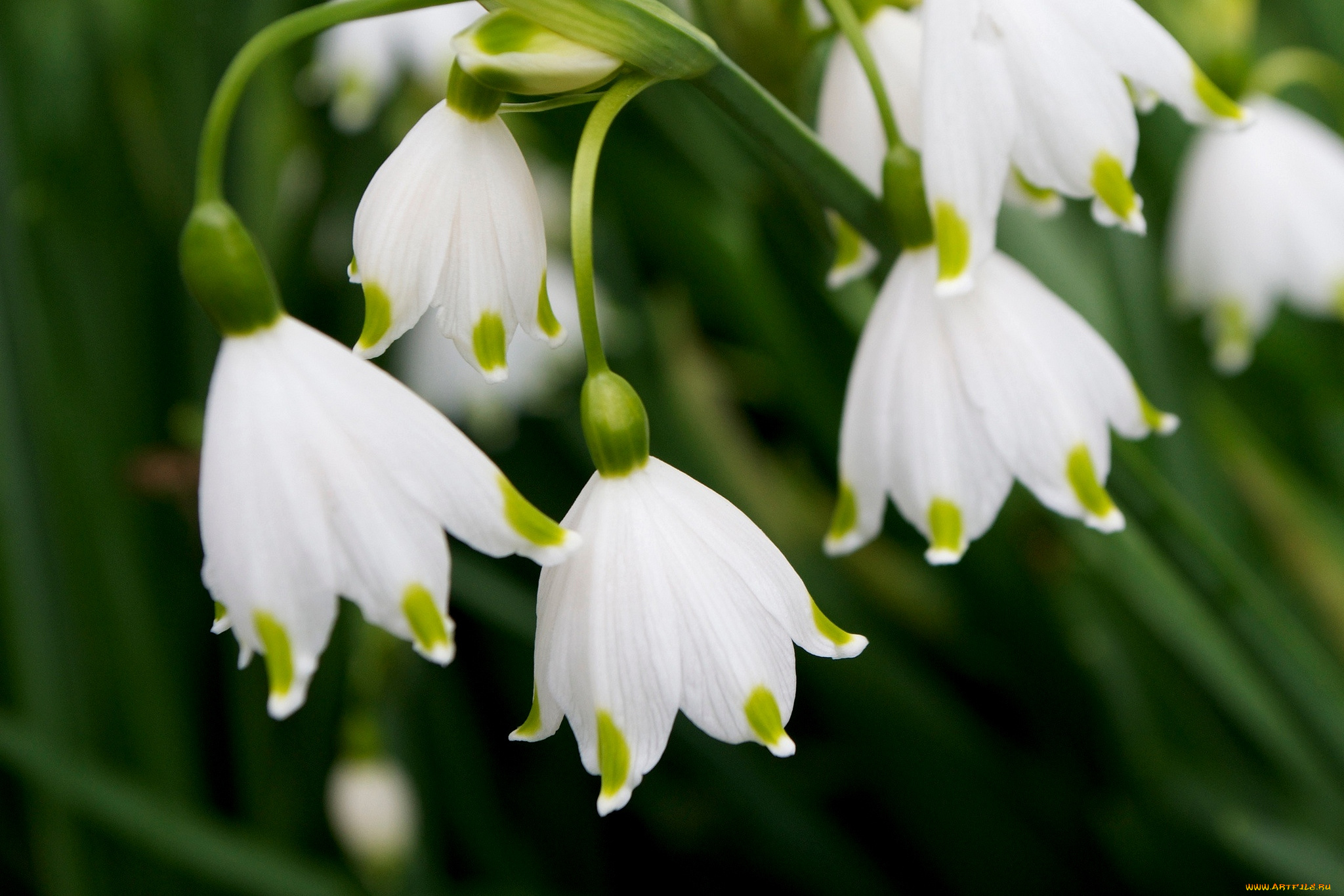 цветы, подснежники, , белоцветник, колокольчики
