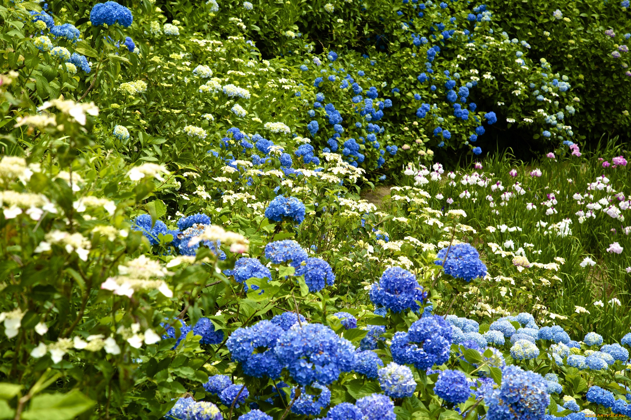 цветы, разные, вместе, ирисы, гортензия