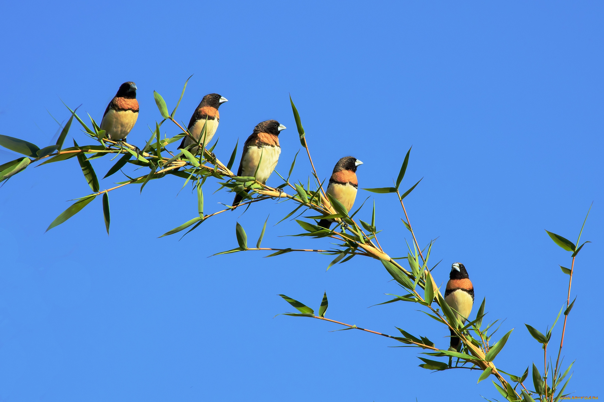 животные, птицы, птички, ветка