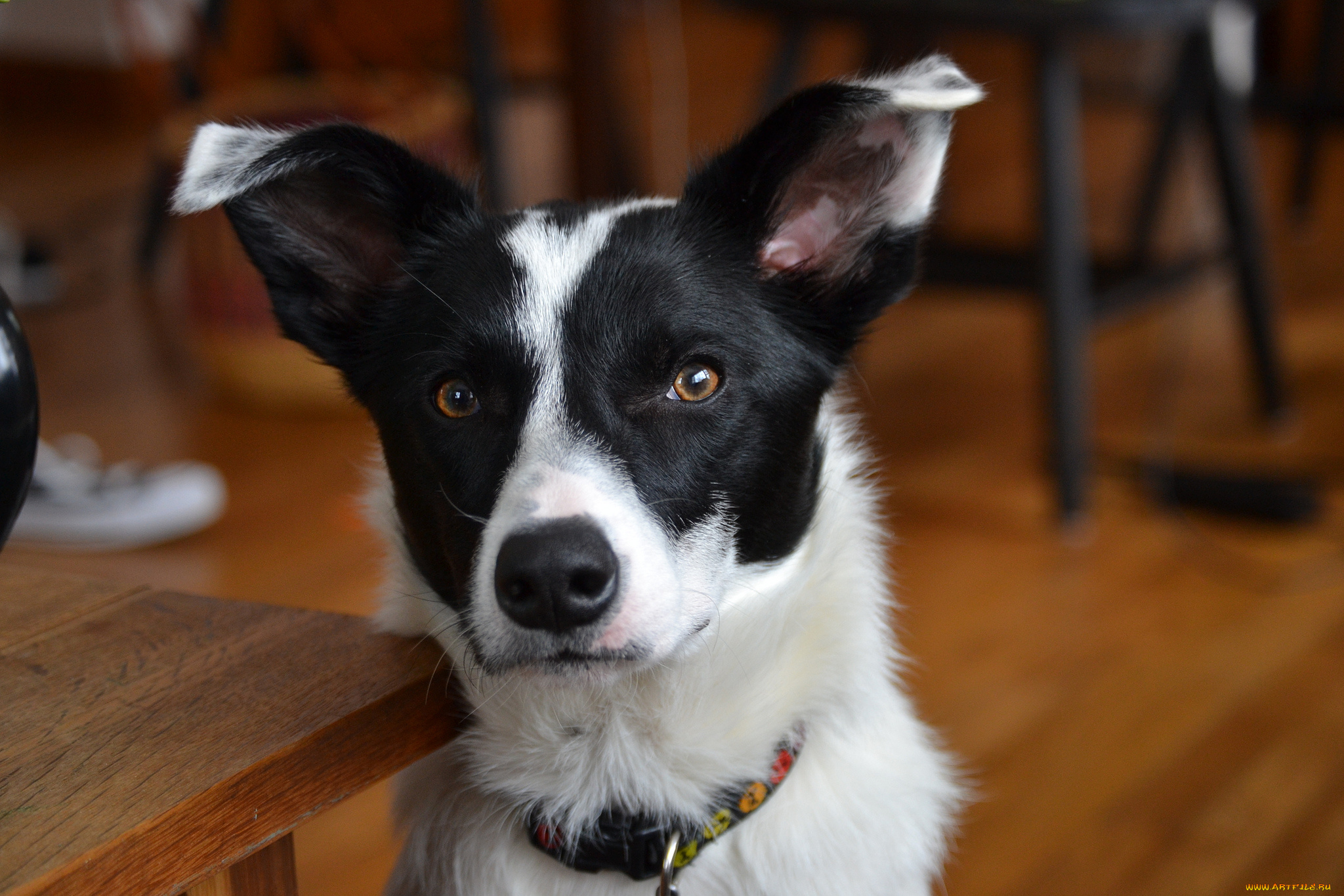 животные, собаки, взгляд, морда, собака