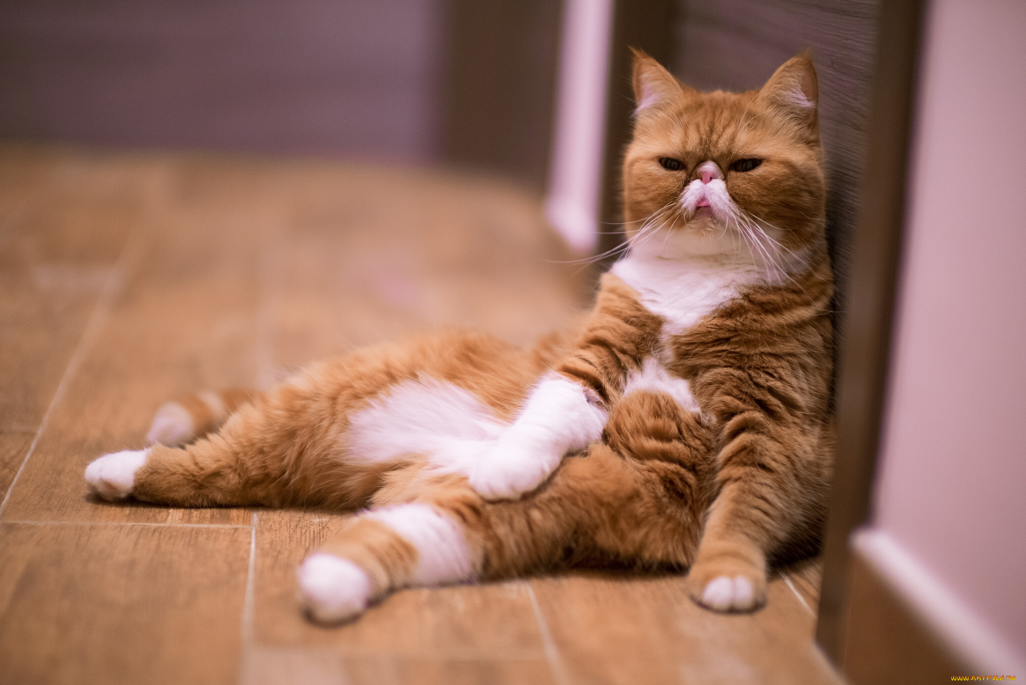 животные, коты, расслабон, котэ