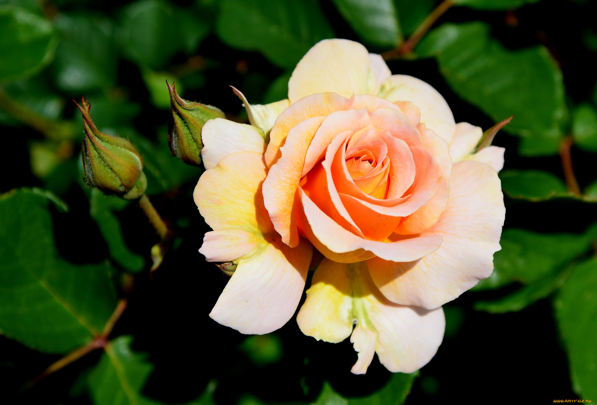 цветы, розы, кремовый