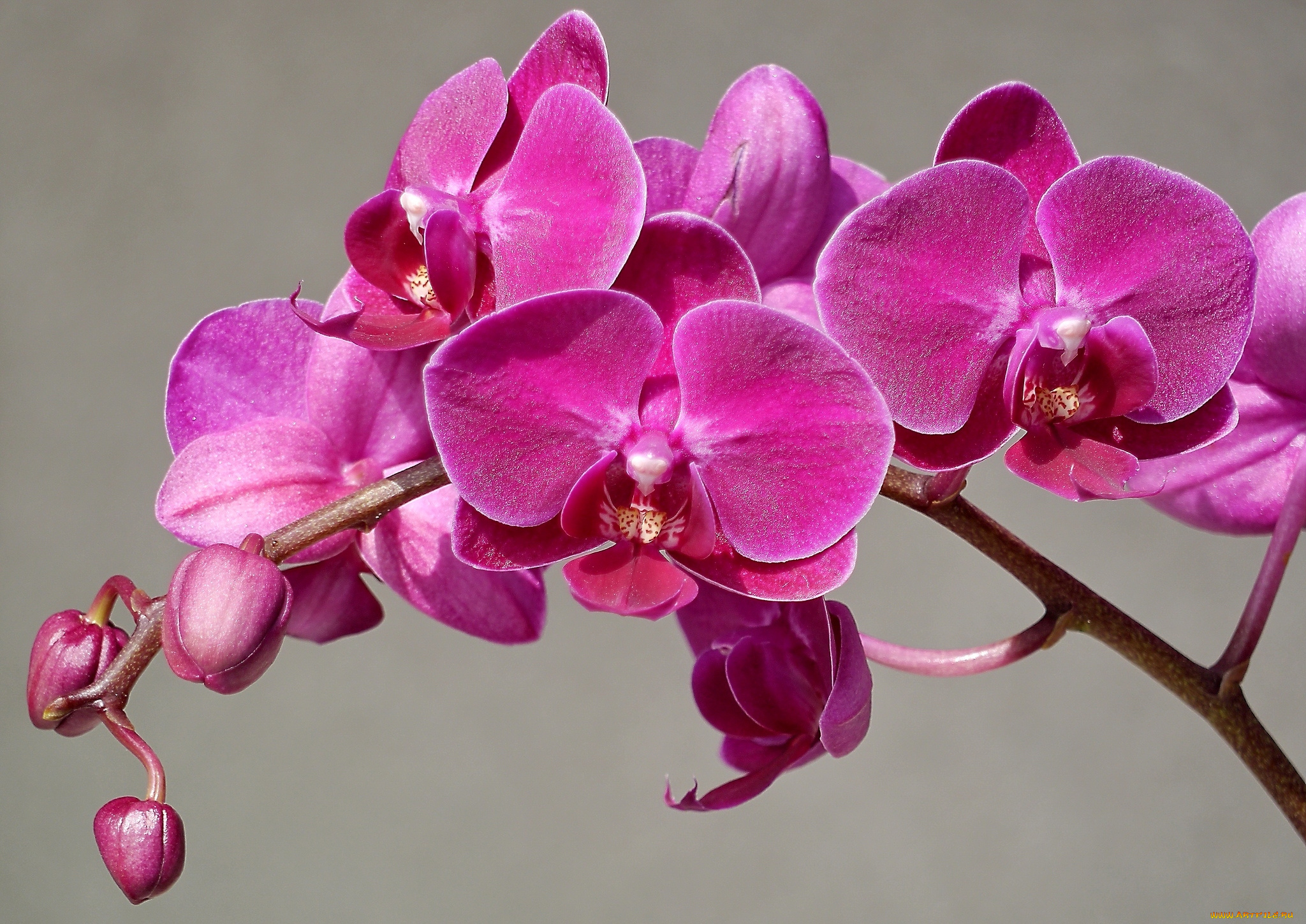 цветы, орхидеи, ветка