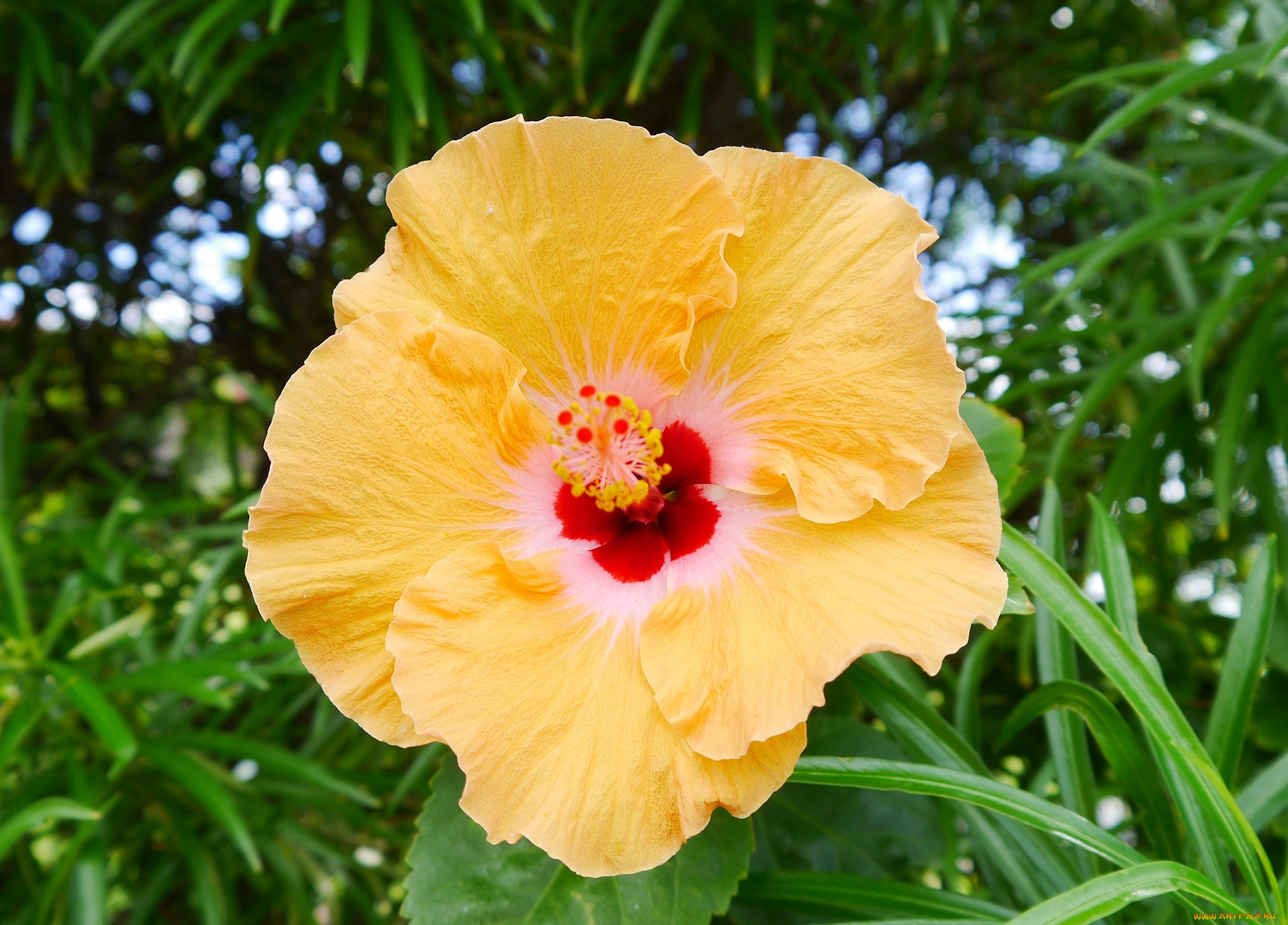 цветы, гибискусы, желтый