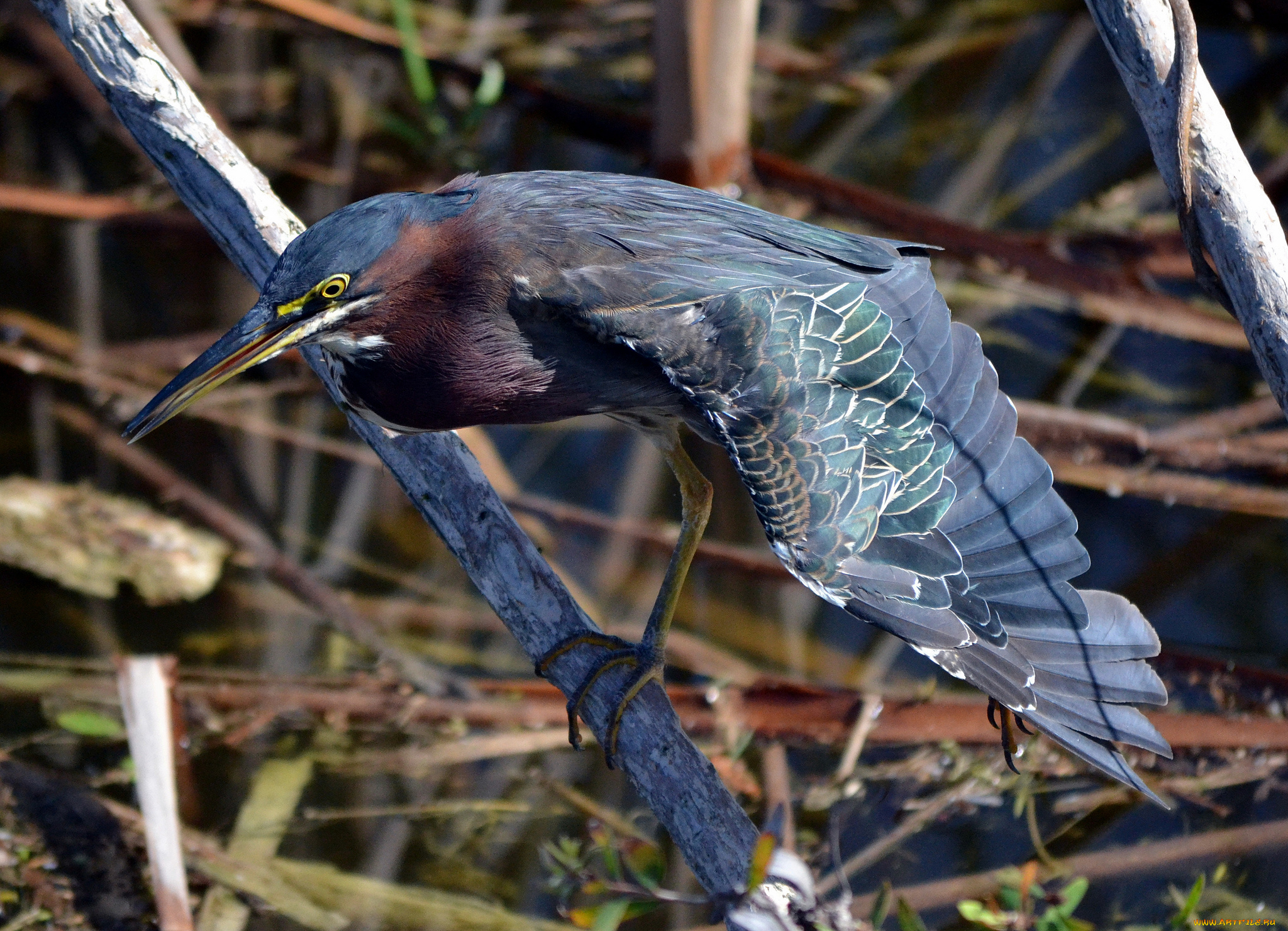 животные, цапли, цапля, стебли, трава, водоем