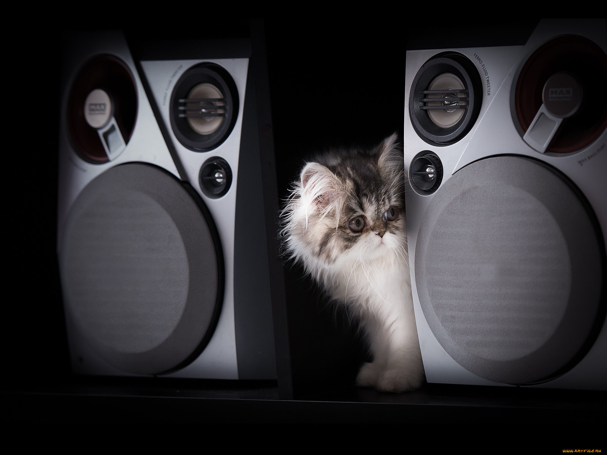 животные, коты, колонки, котёнок