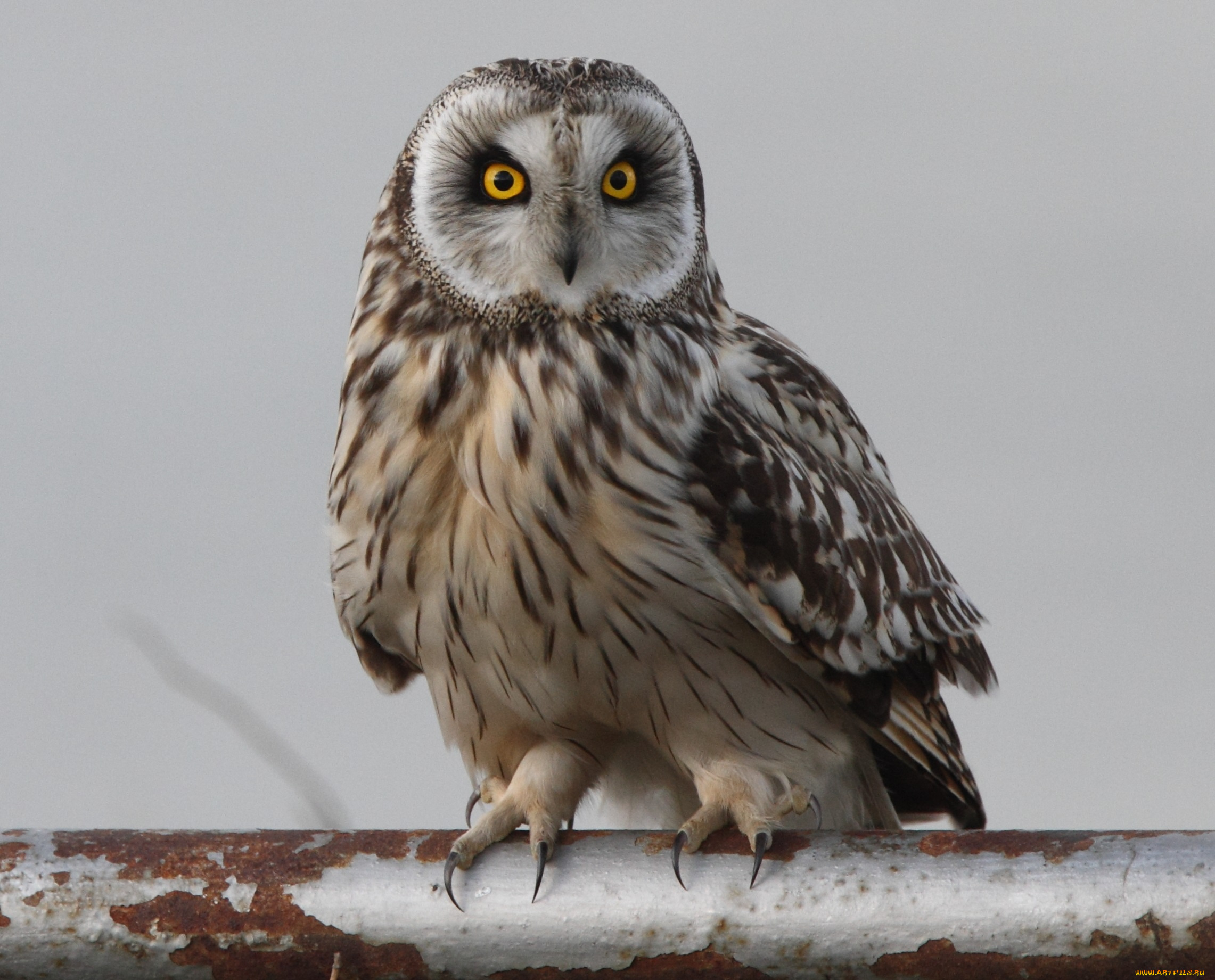 животные, совы, взгляд, сова, труба