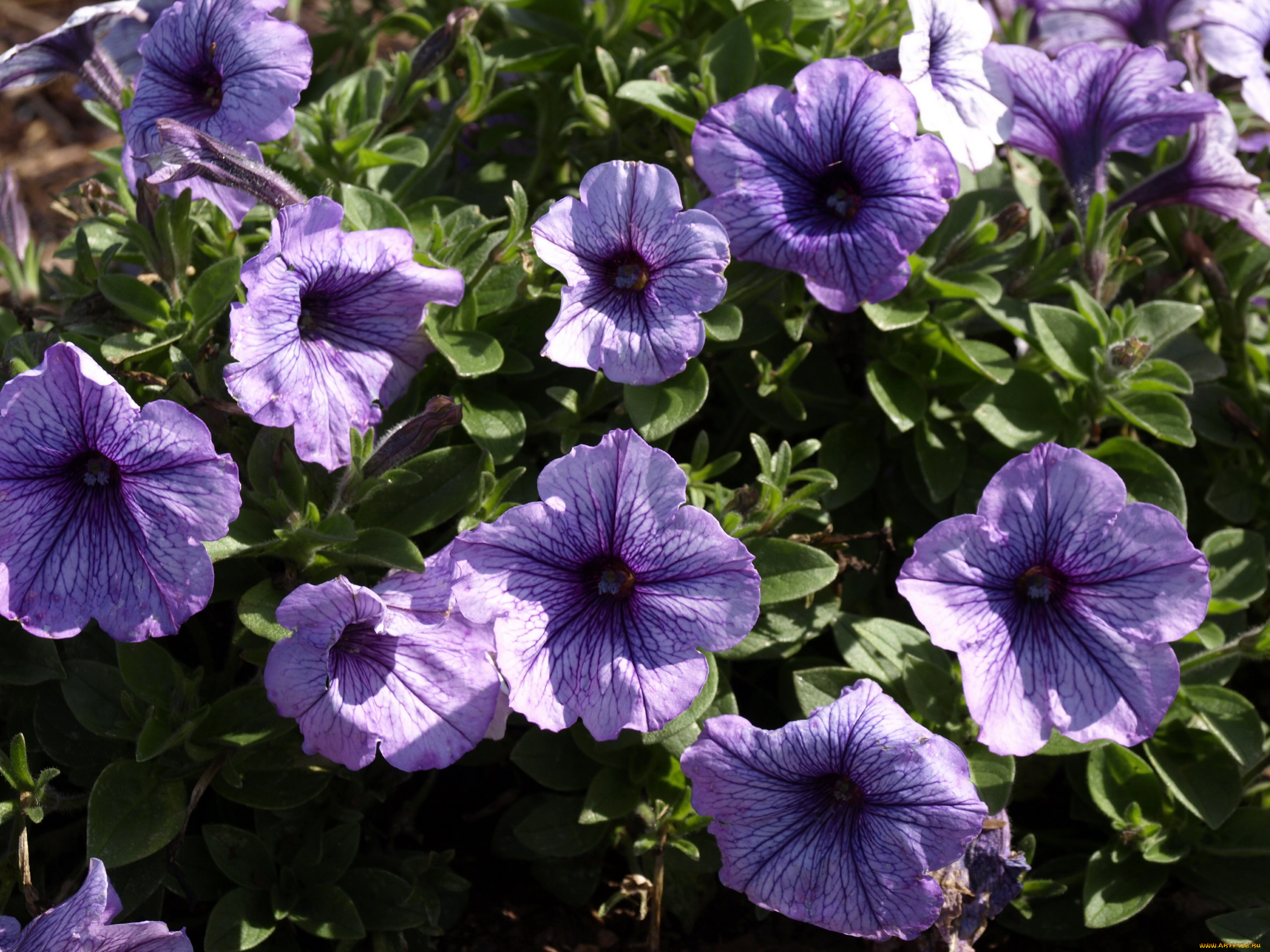 цветы, петунии, , калибрахоа, петунья