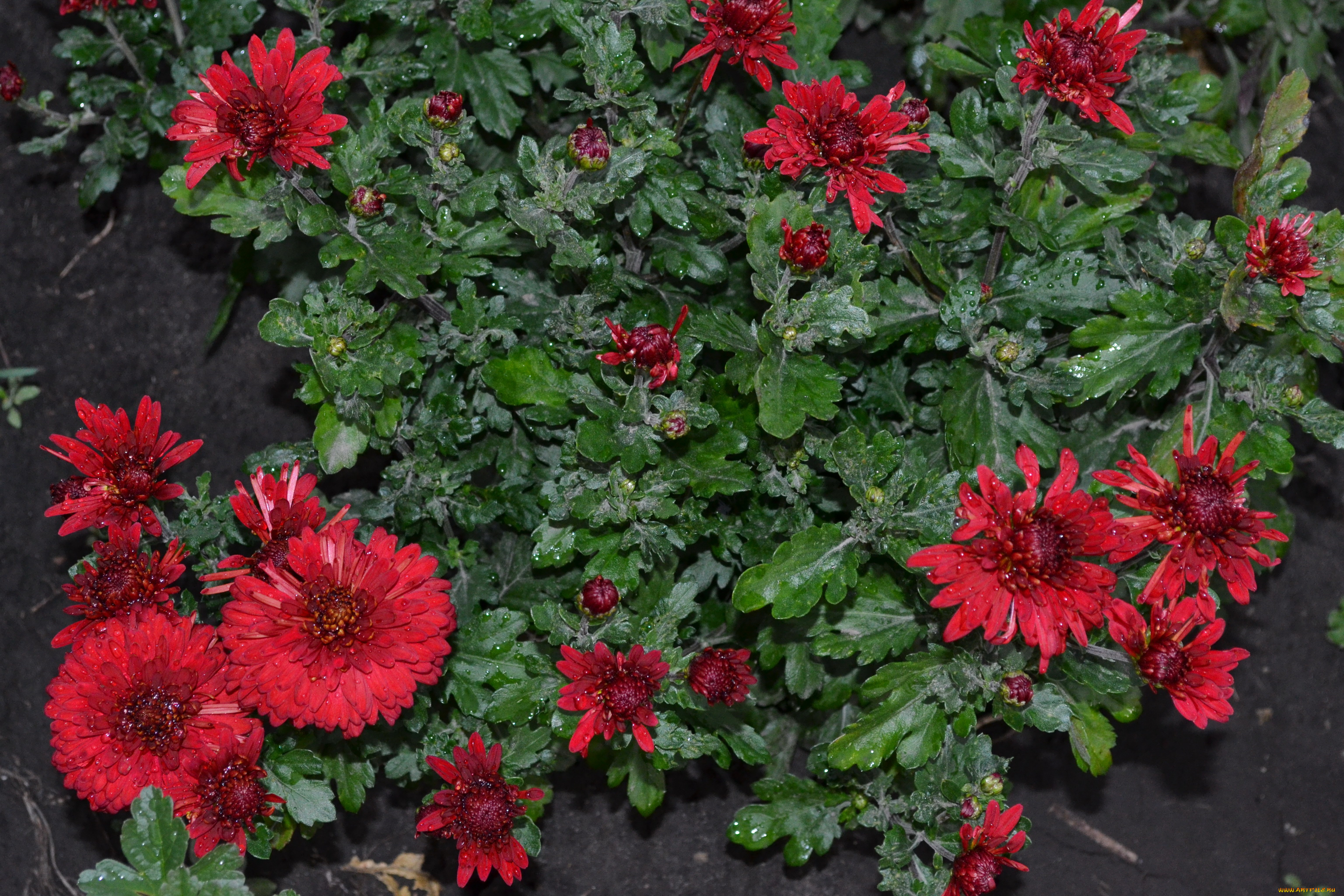 цветы, хризантемы, куст