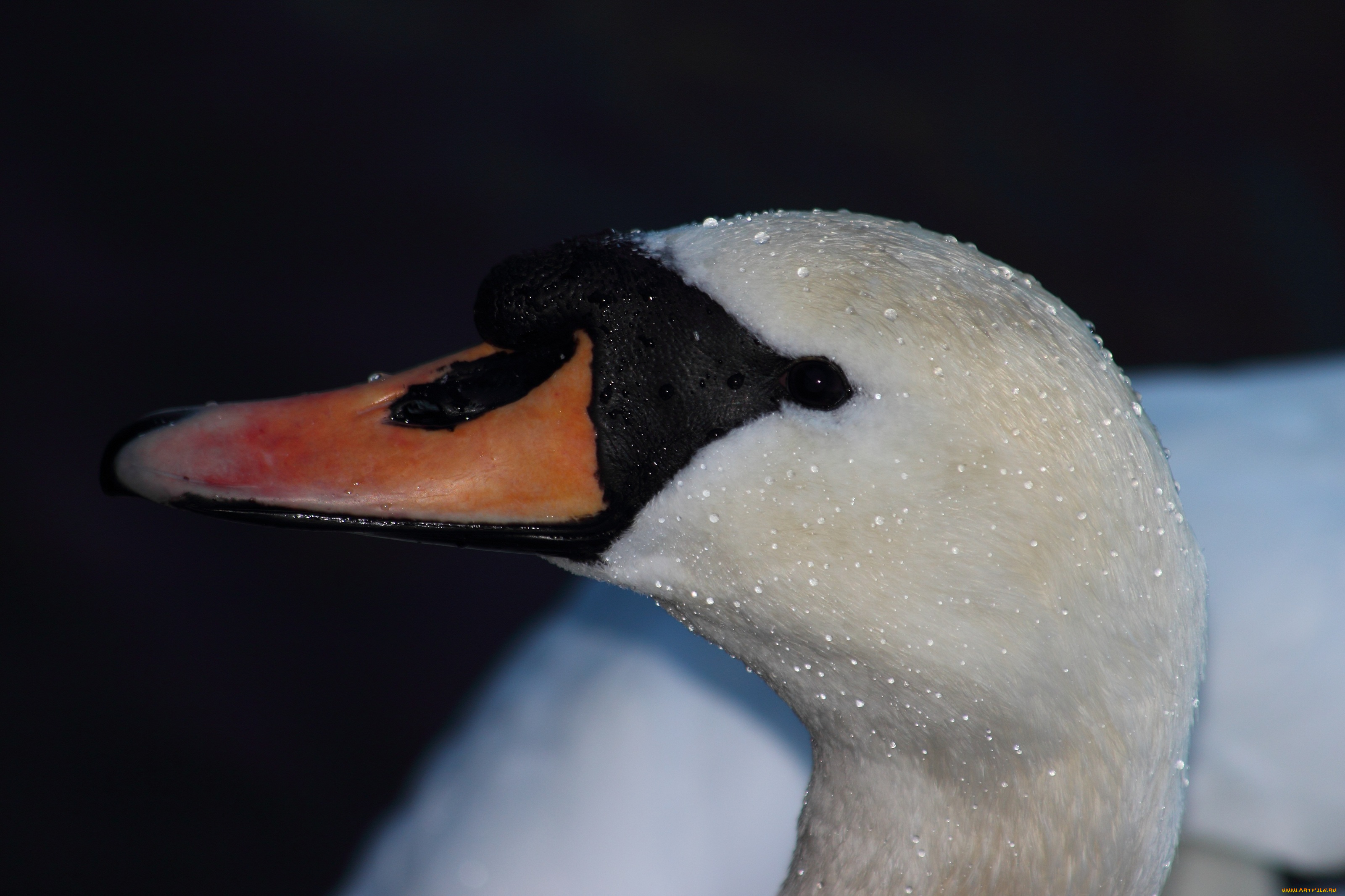 животные, лебеди, капли, голова, клюв, лебедь