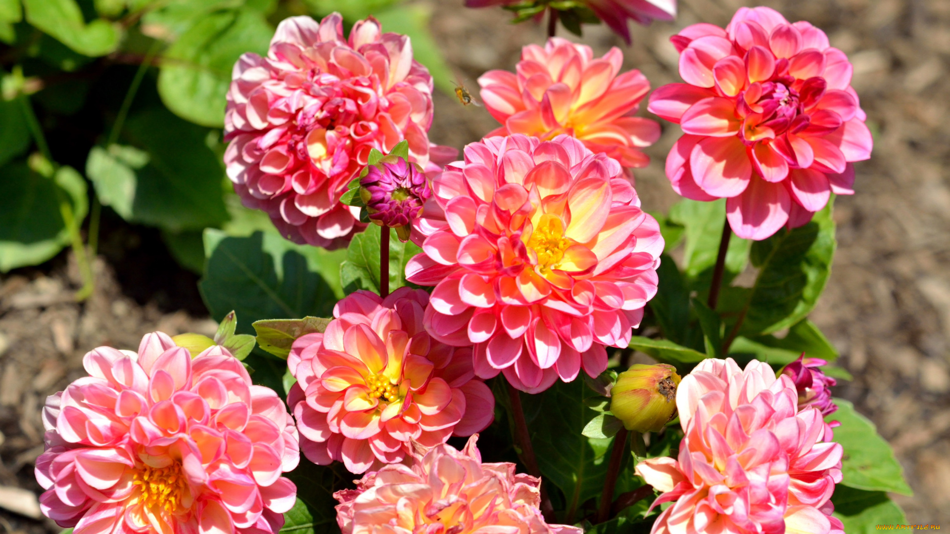 цветы, георгины, яркие