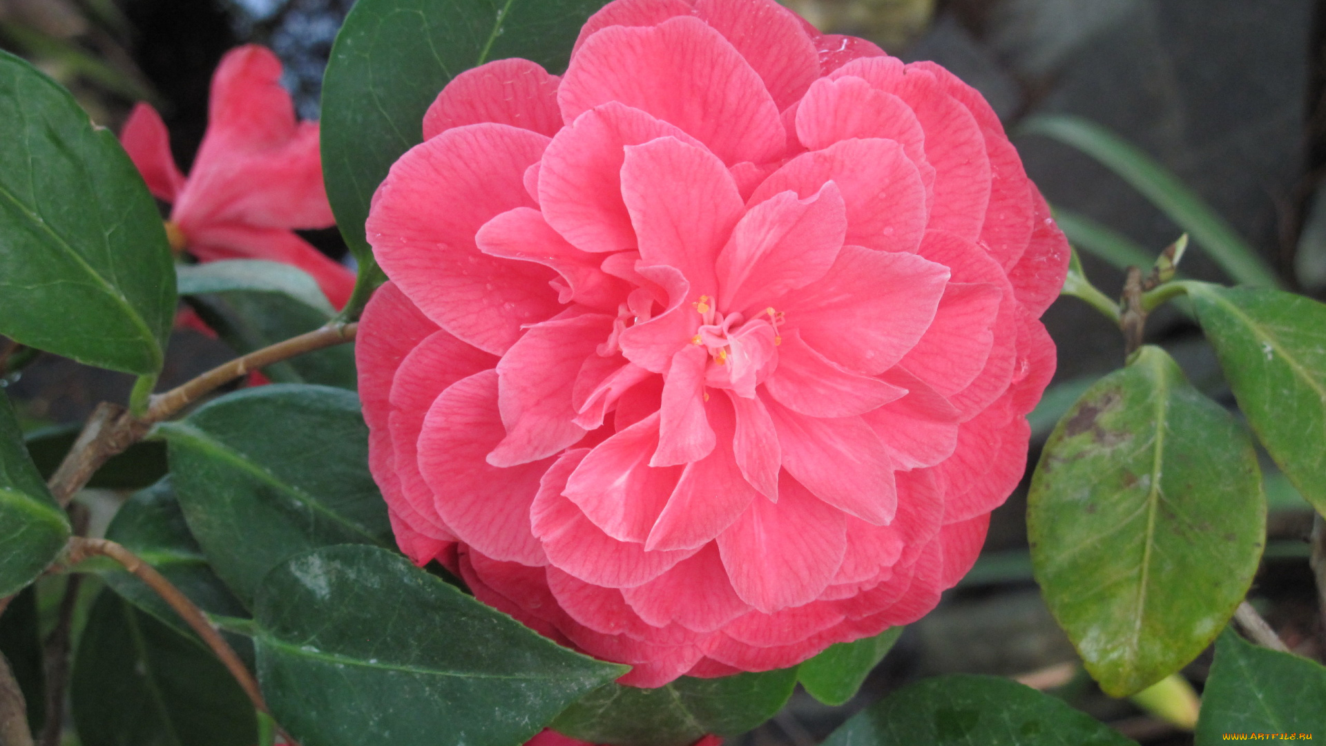 цветы, камелии, розовый