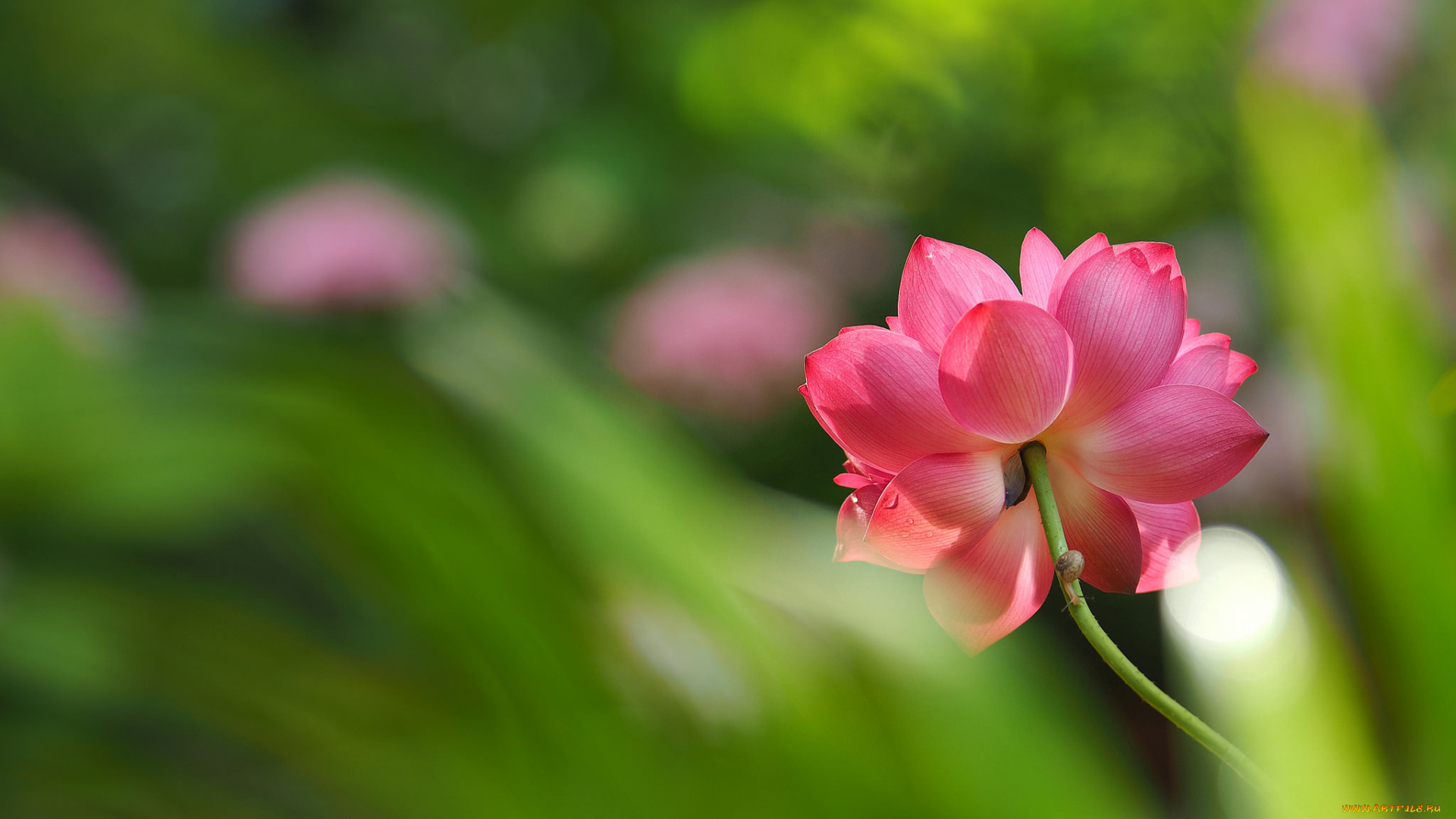 цветы, лотосы, лотос