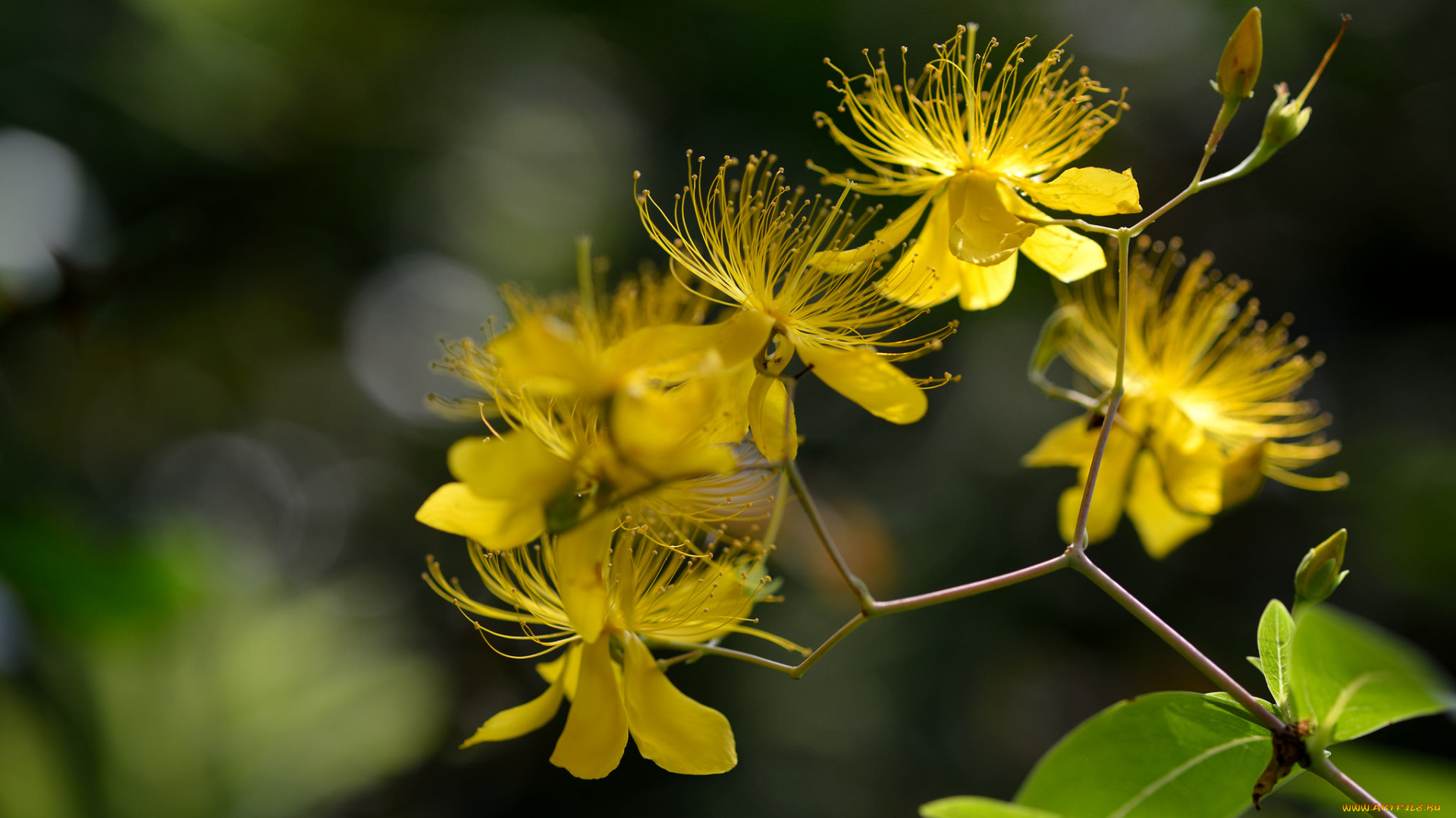 цветы, луговые, , полевые, , цветы, зверобой