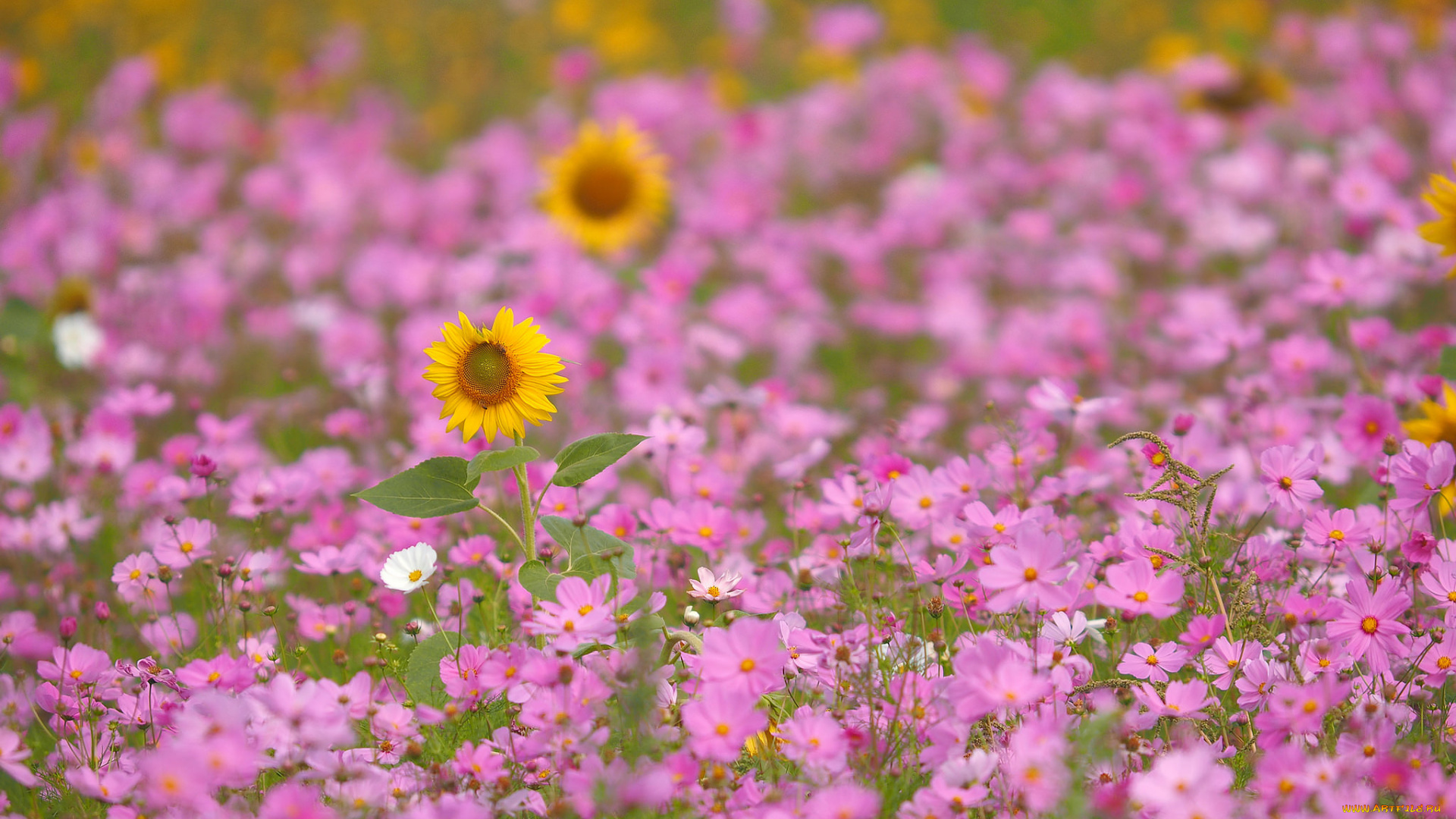 цветы, разные, вместе, космея, розовые, подсолнух