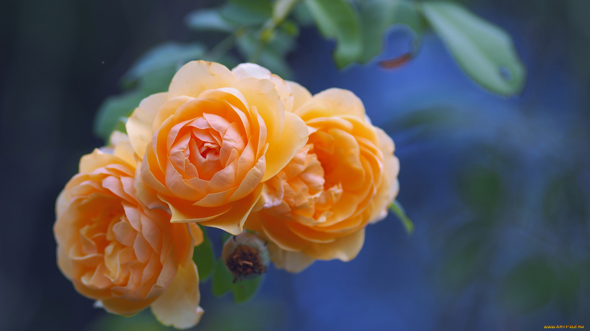 цветы, розы, боке