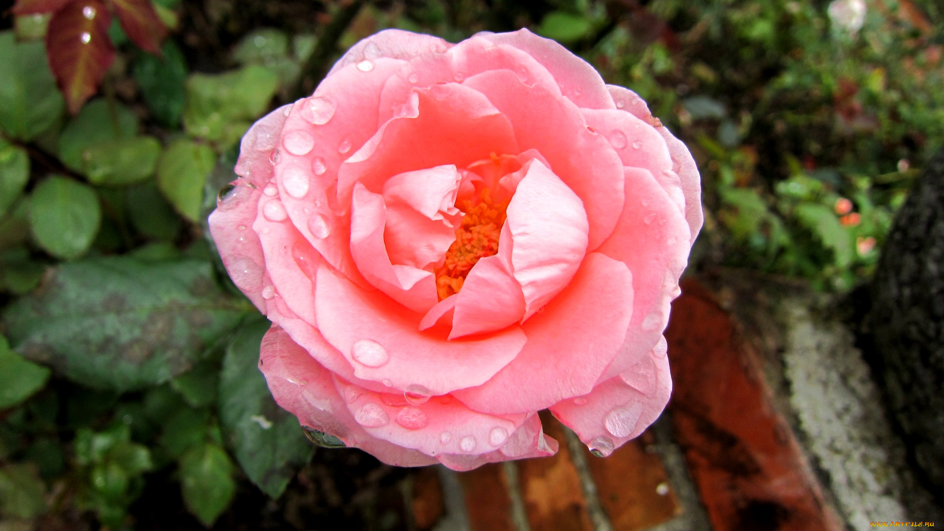 цветы, розы, капли, розовый