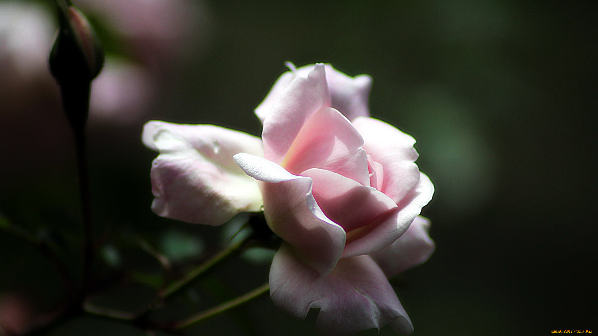 цветы, розы, нежный