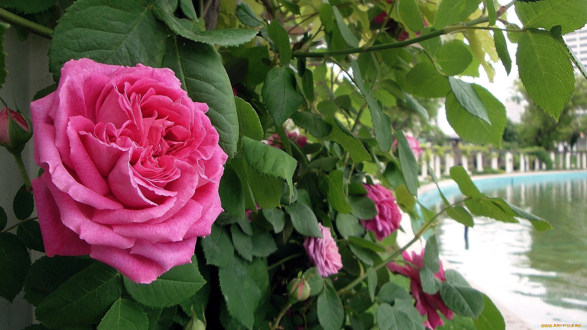 цветы, розы, розовый