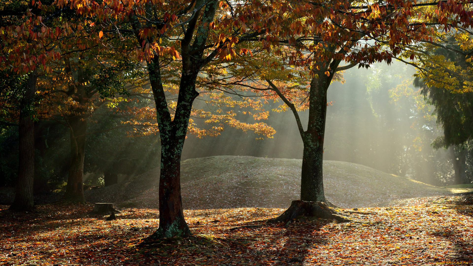 природа, деревья, лучи