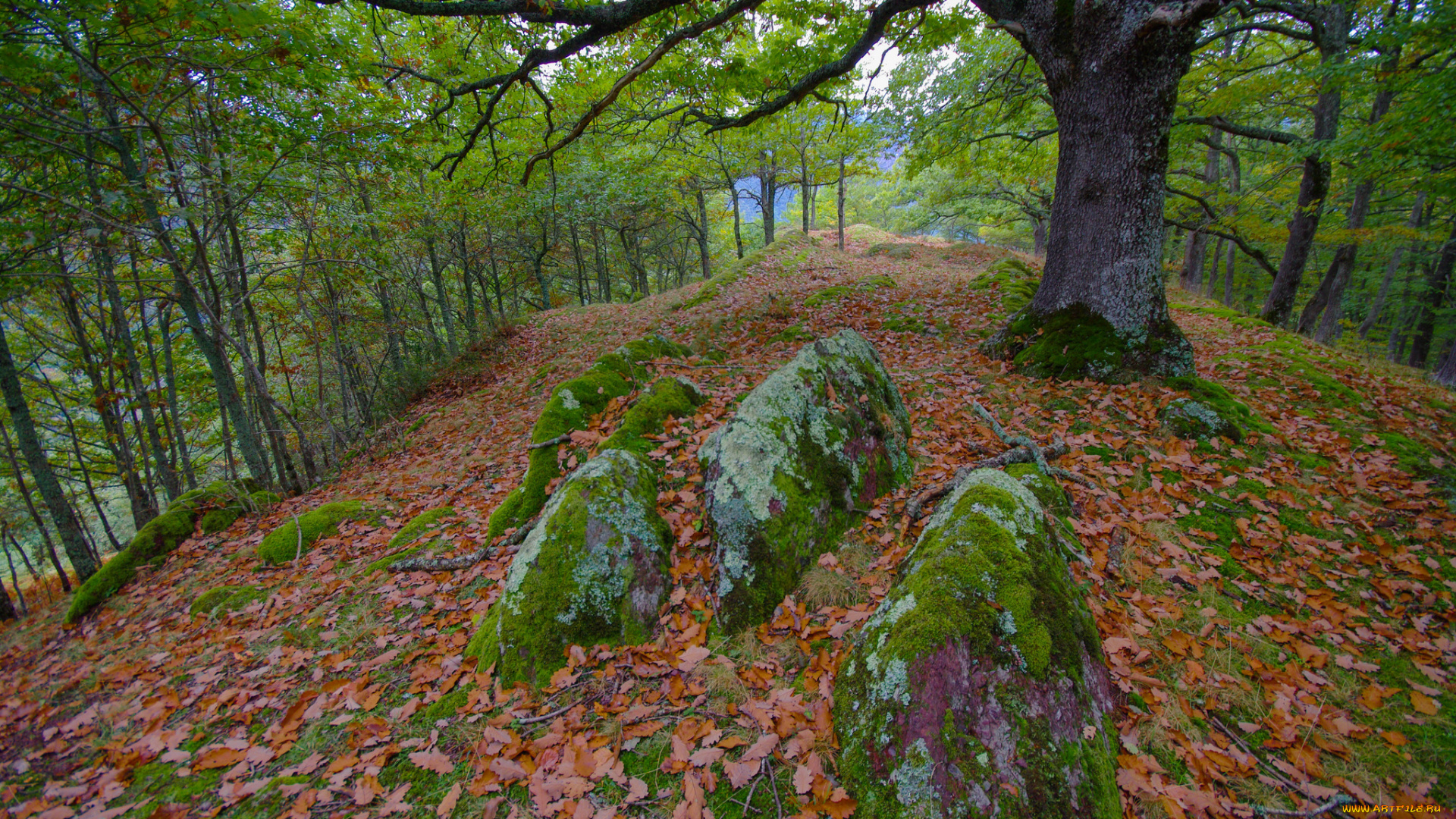 природа, лес, осень, камни, листья, деревья