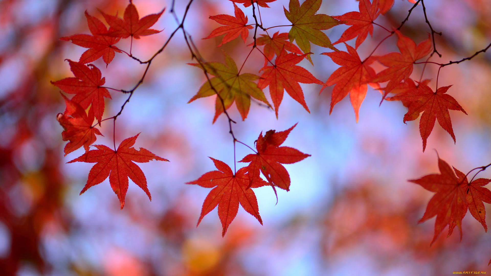 природа, листья