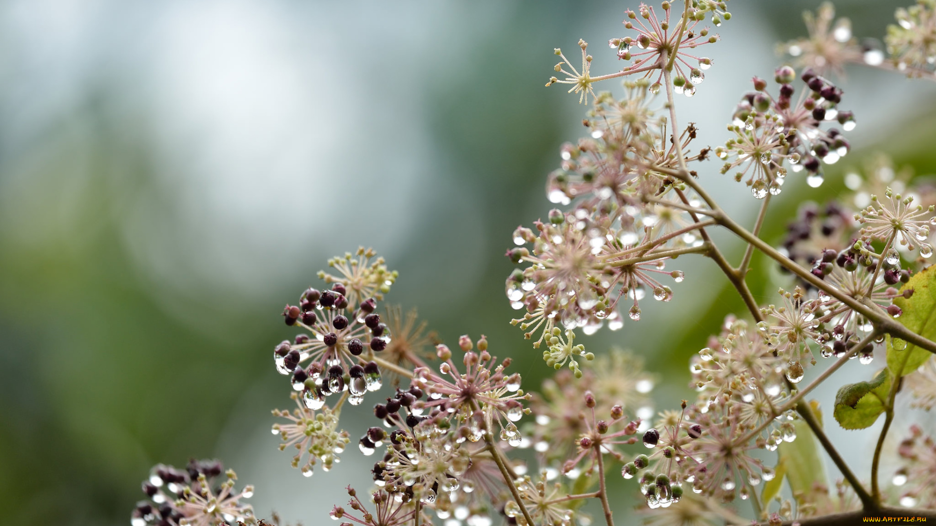 природа, макро, капли, растение