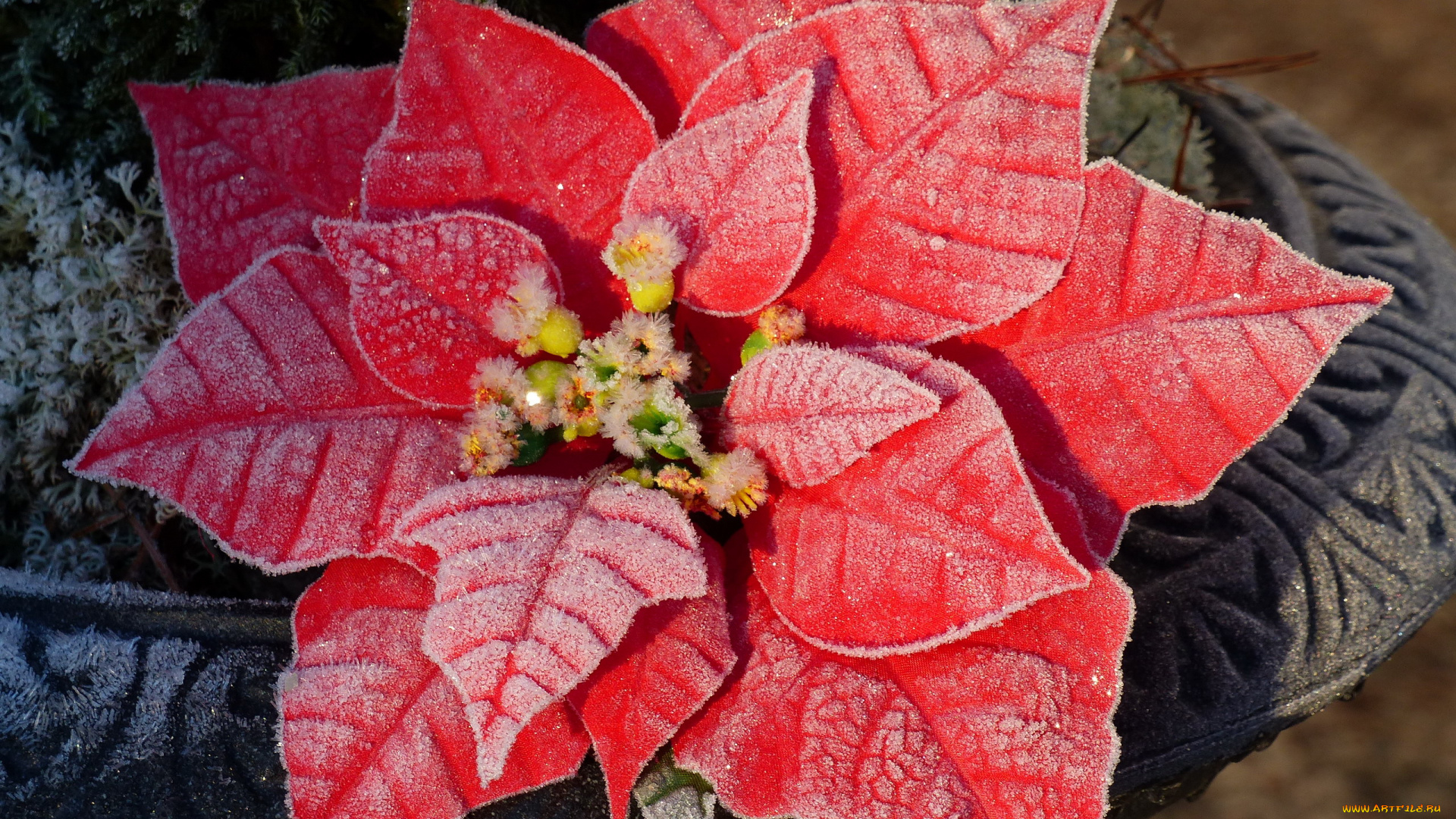 разное, ремесла, , поделки, , рукоделие, листья, розовые, изморозь