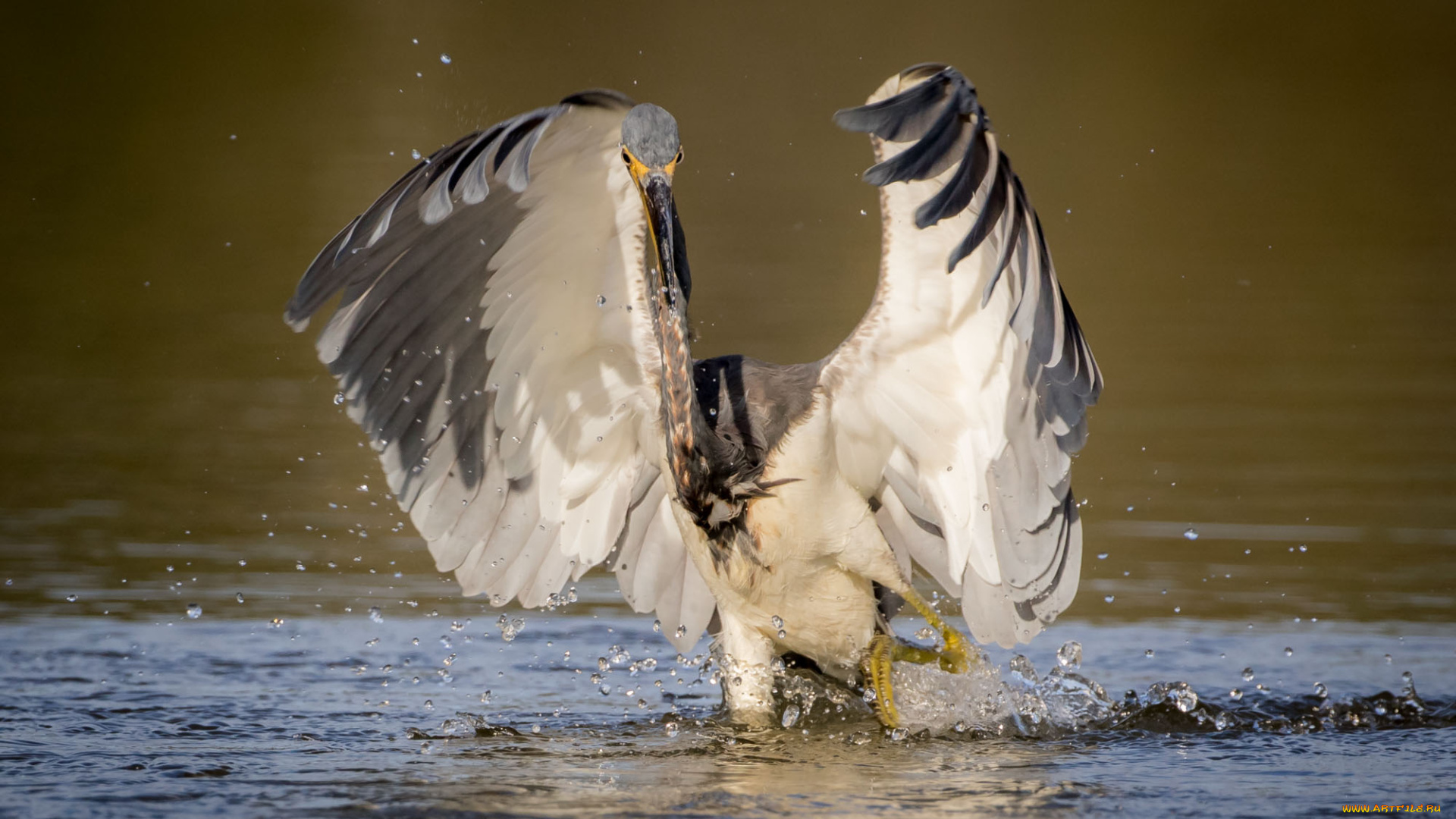 животные, цапли, , выпи, брызги, цапля, крылья