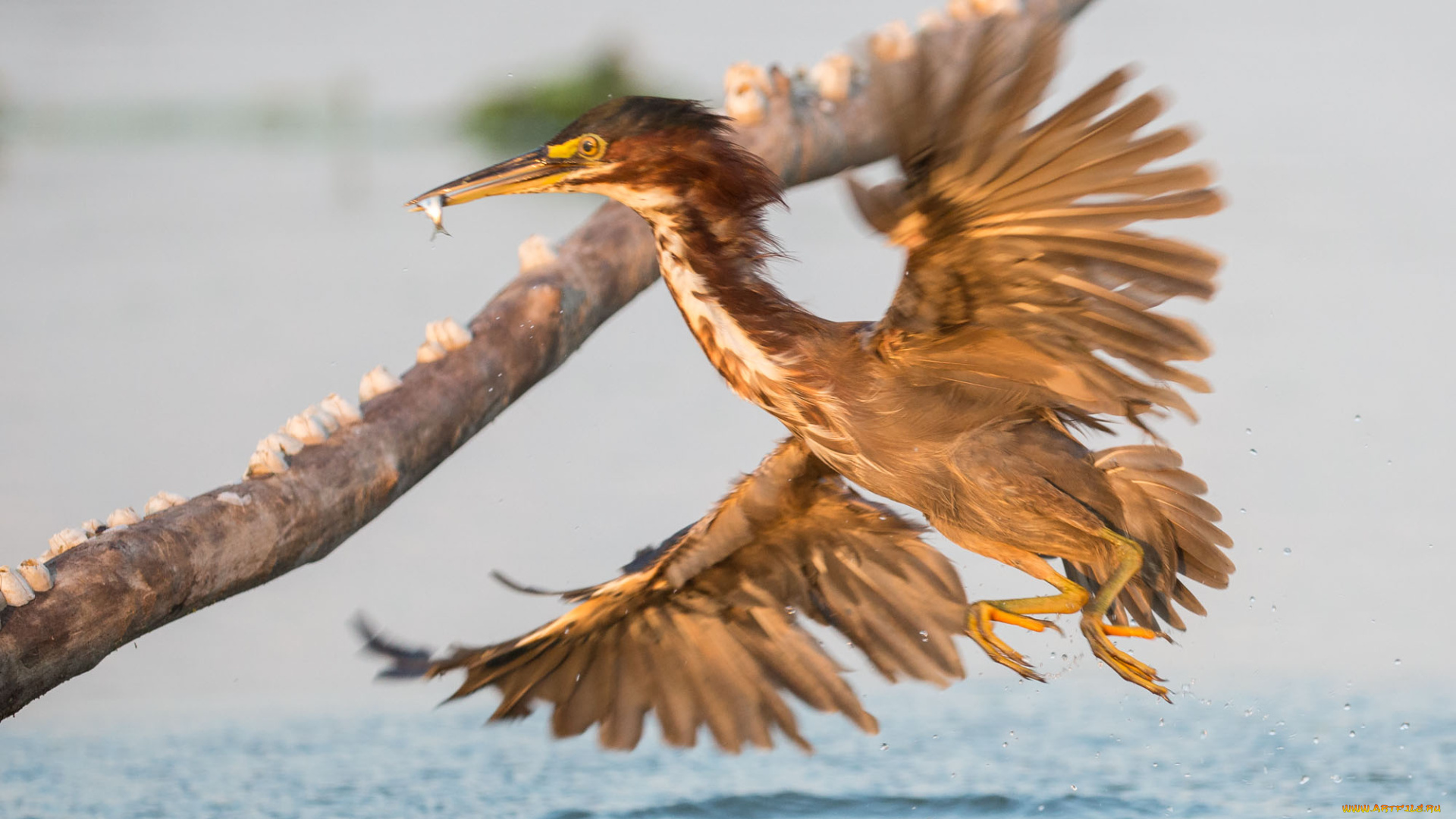 животные, цапли, , выпи, озеро, выпь