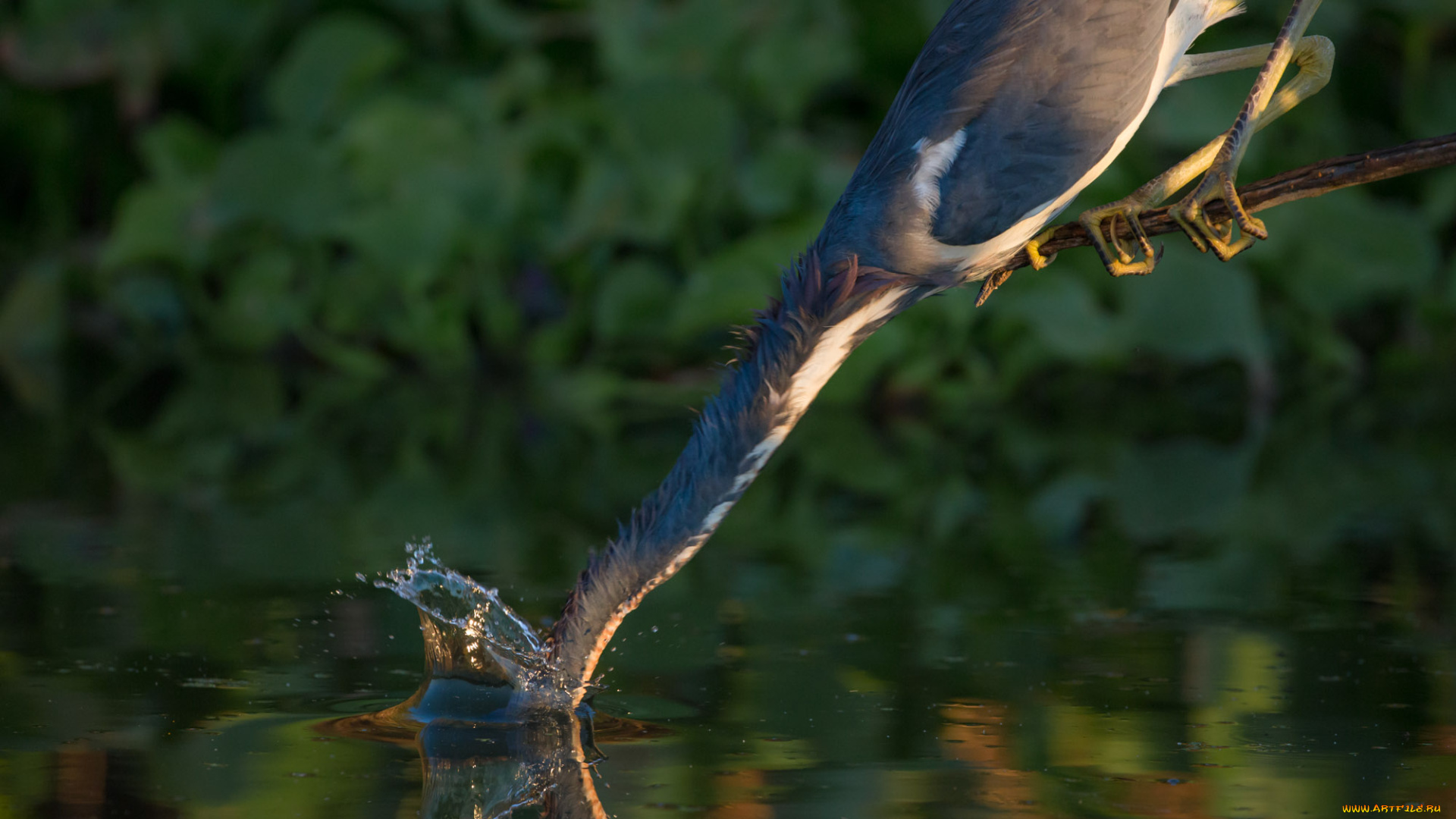 животные, цапли, , выпи, озеро, выпь