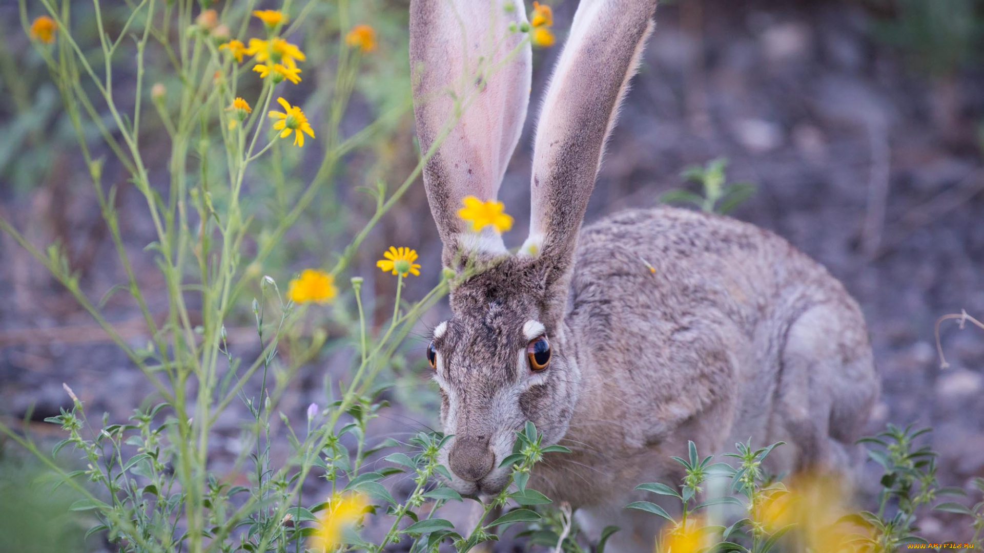 животные, кролики, , зайцы, заяц