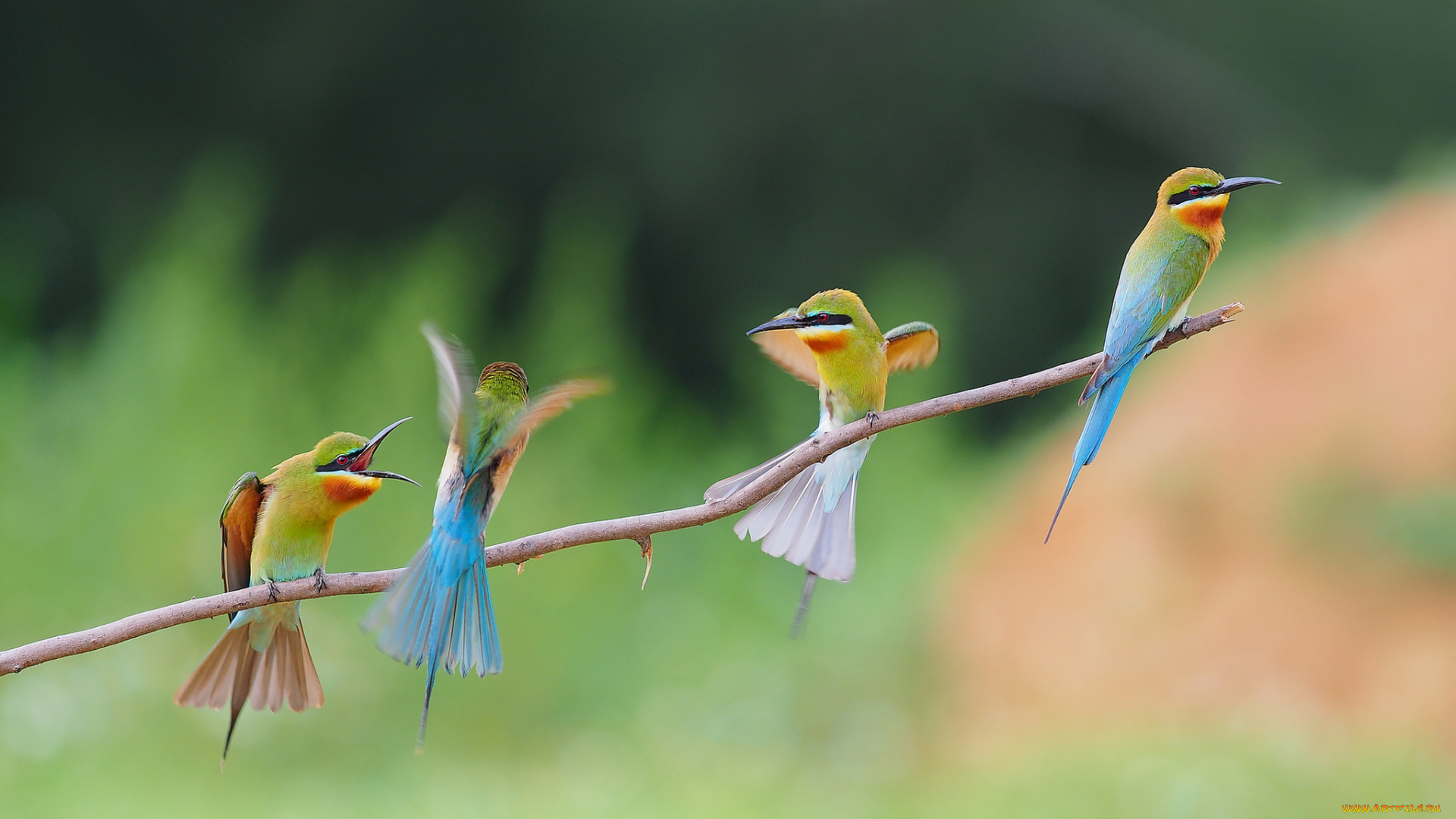 животные, нектарницы, птицы, ветка