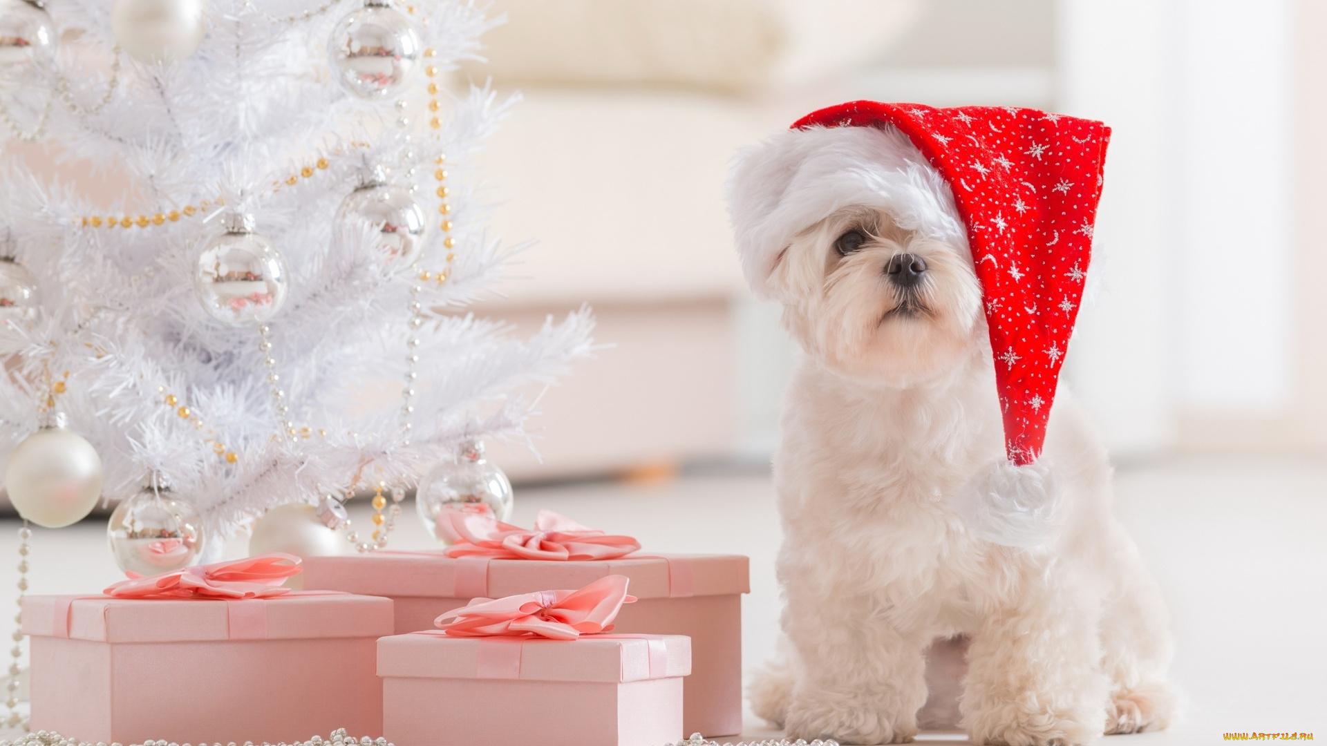животные, собаки, болонка, шапка, гирлянды, подарки, ёлка, коробки, колпак, белая, собака