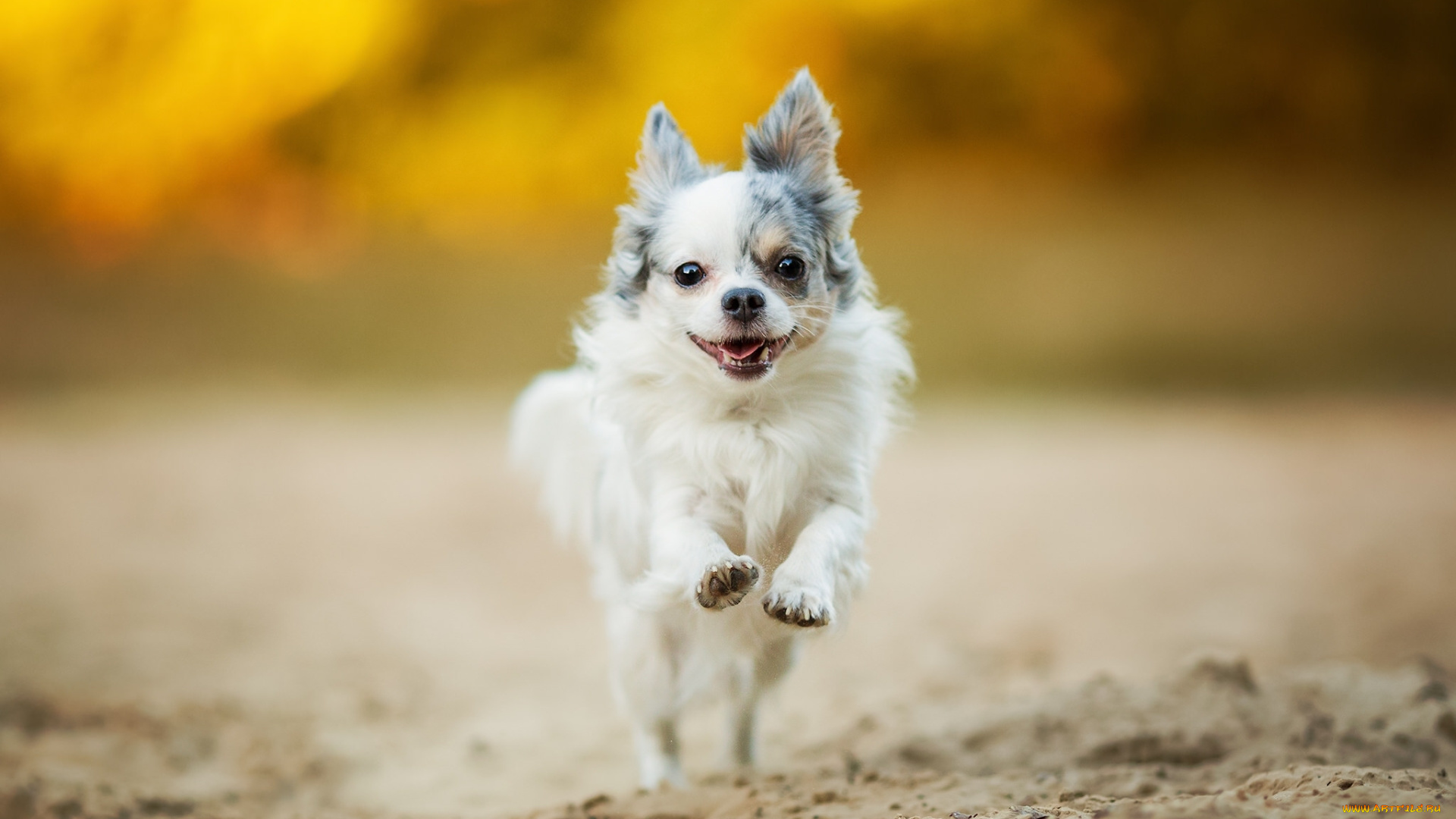 животные, собаки, чихуахуа, настроение, прогулка, собачонка