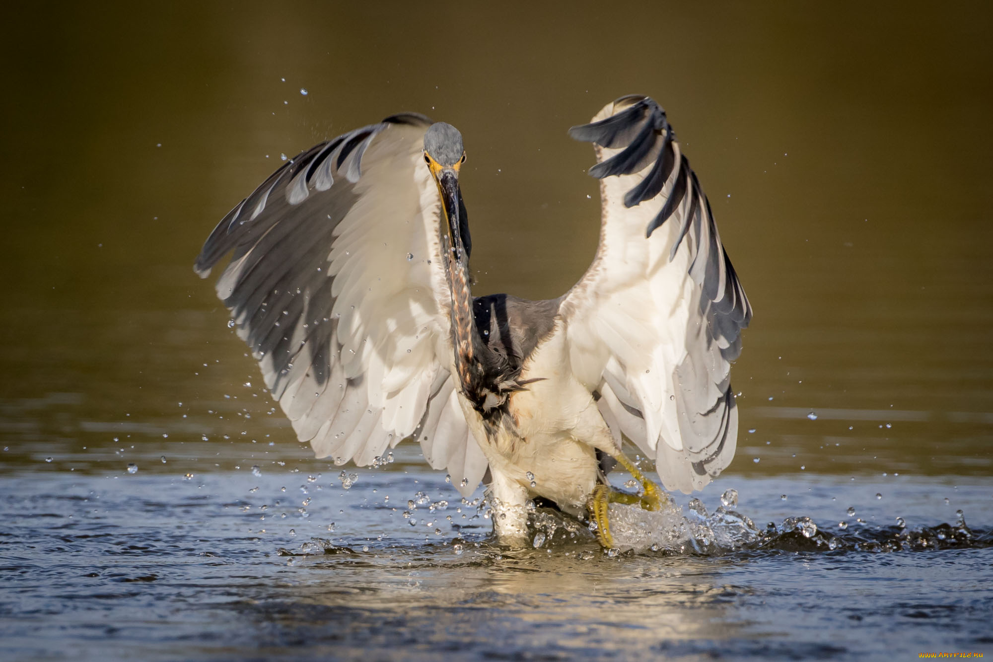 животные, цапли, , выпи, брызги, цапля, крылья