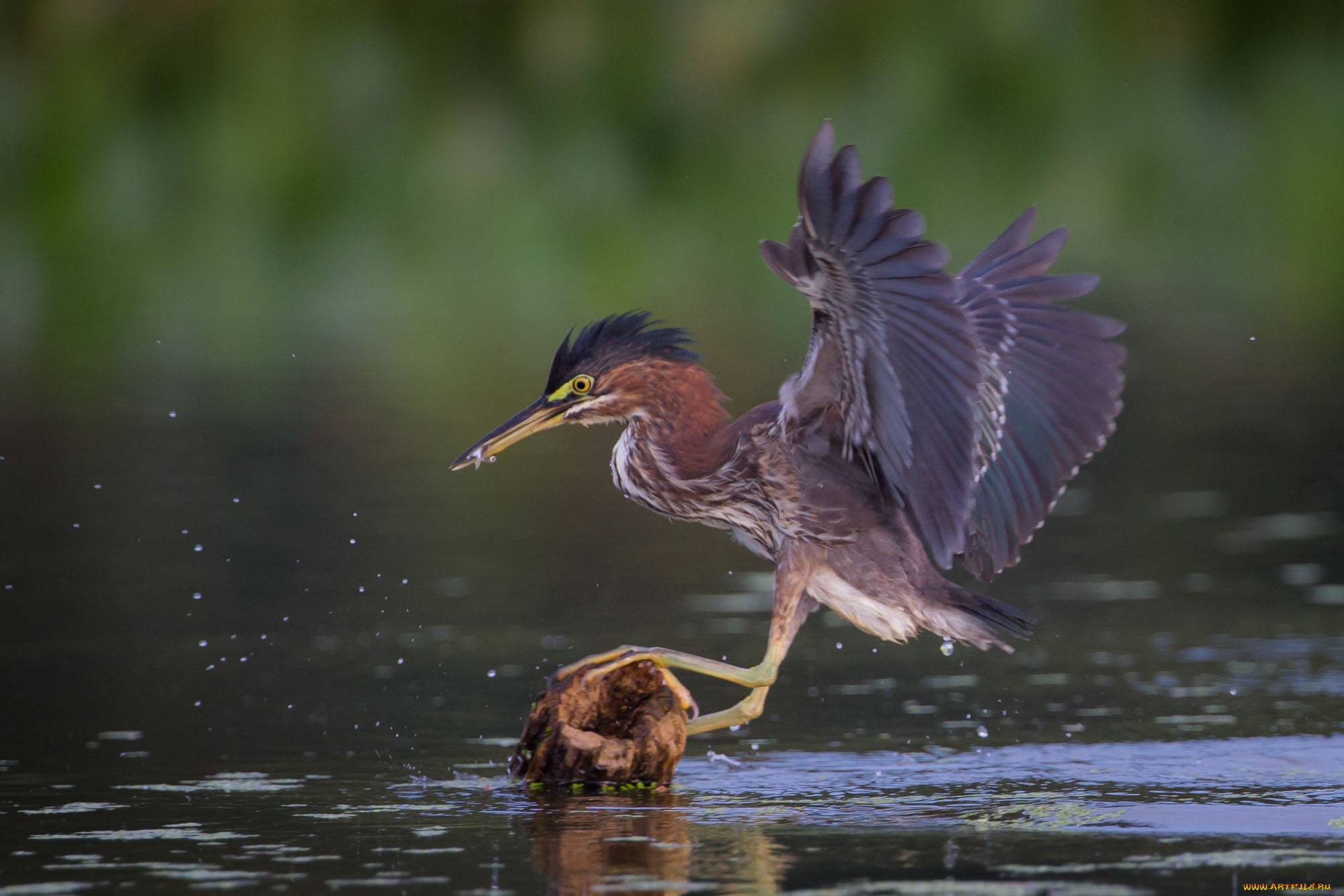 животные, цапли, , выпи, озеро, выпь