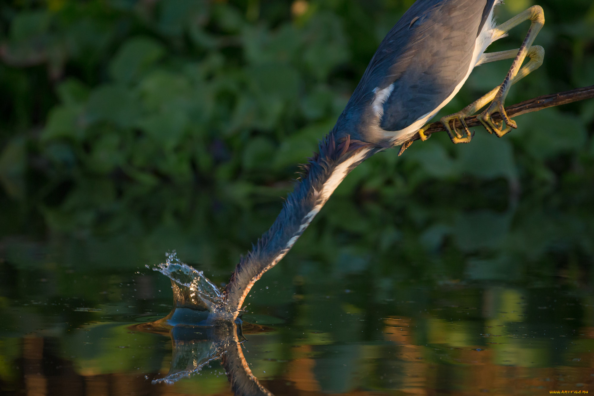 животные, цапли, , выпи, озеро, выпь
