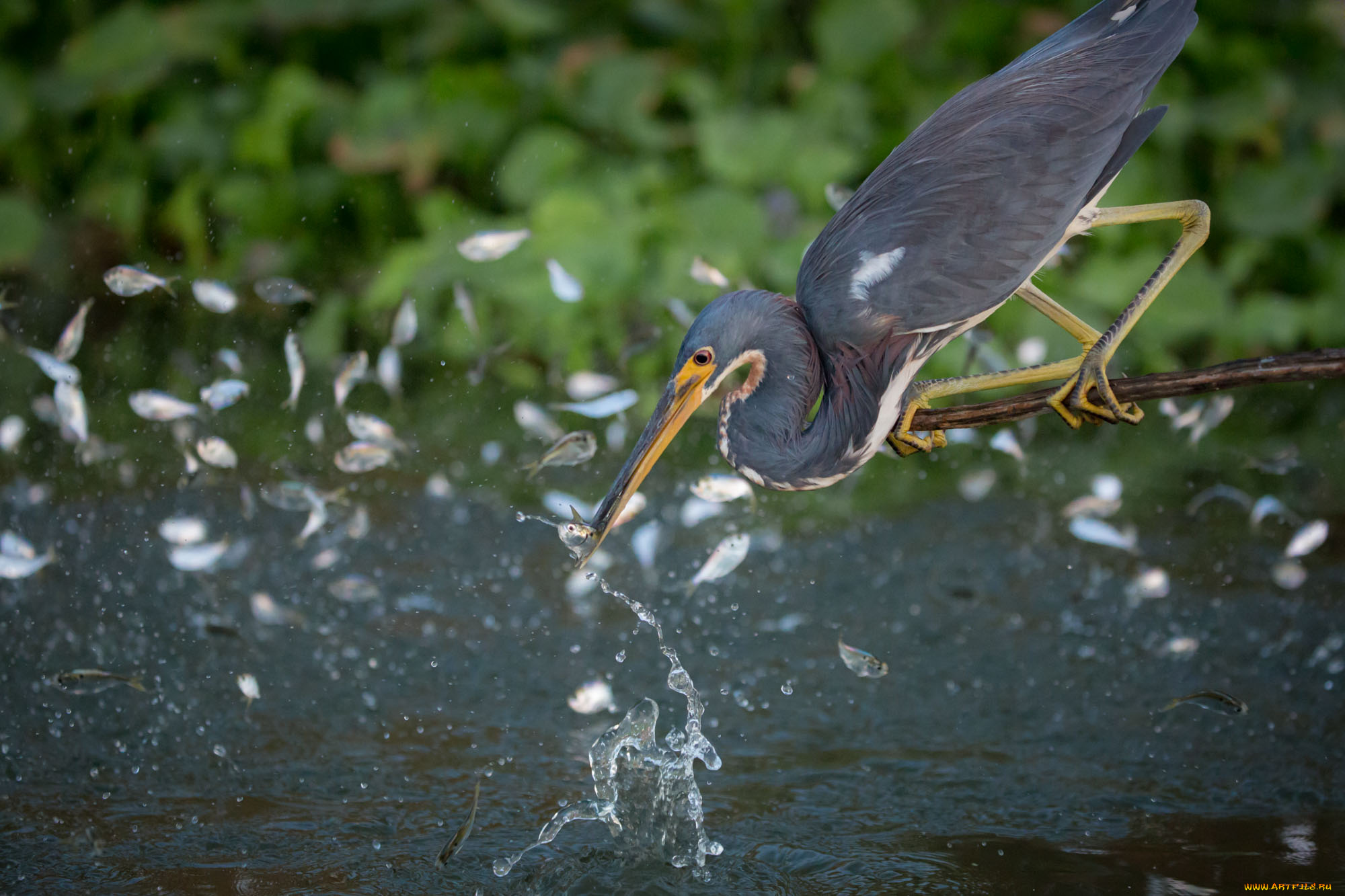 животные, цапли, , выпи, рыбки, выпь, озеро