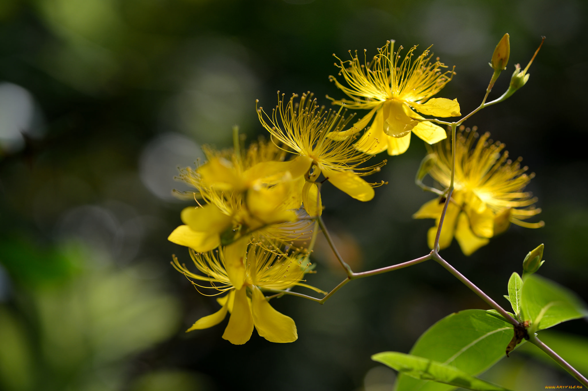 цветы, луговые, , полевые, , цветы, зверобой