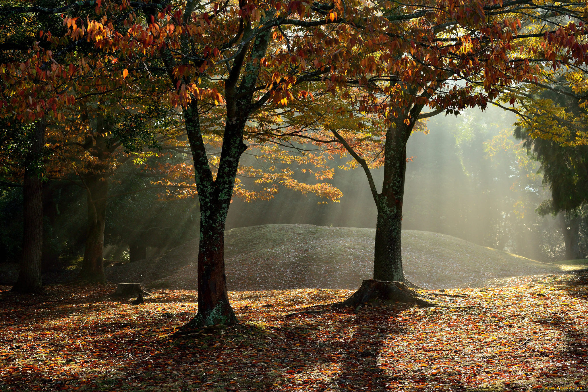 природа, деревья, лучи