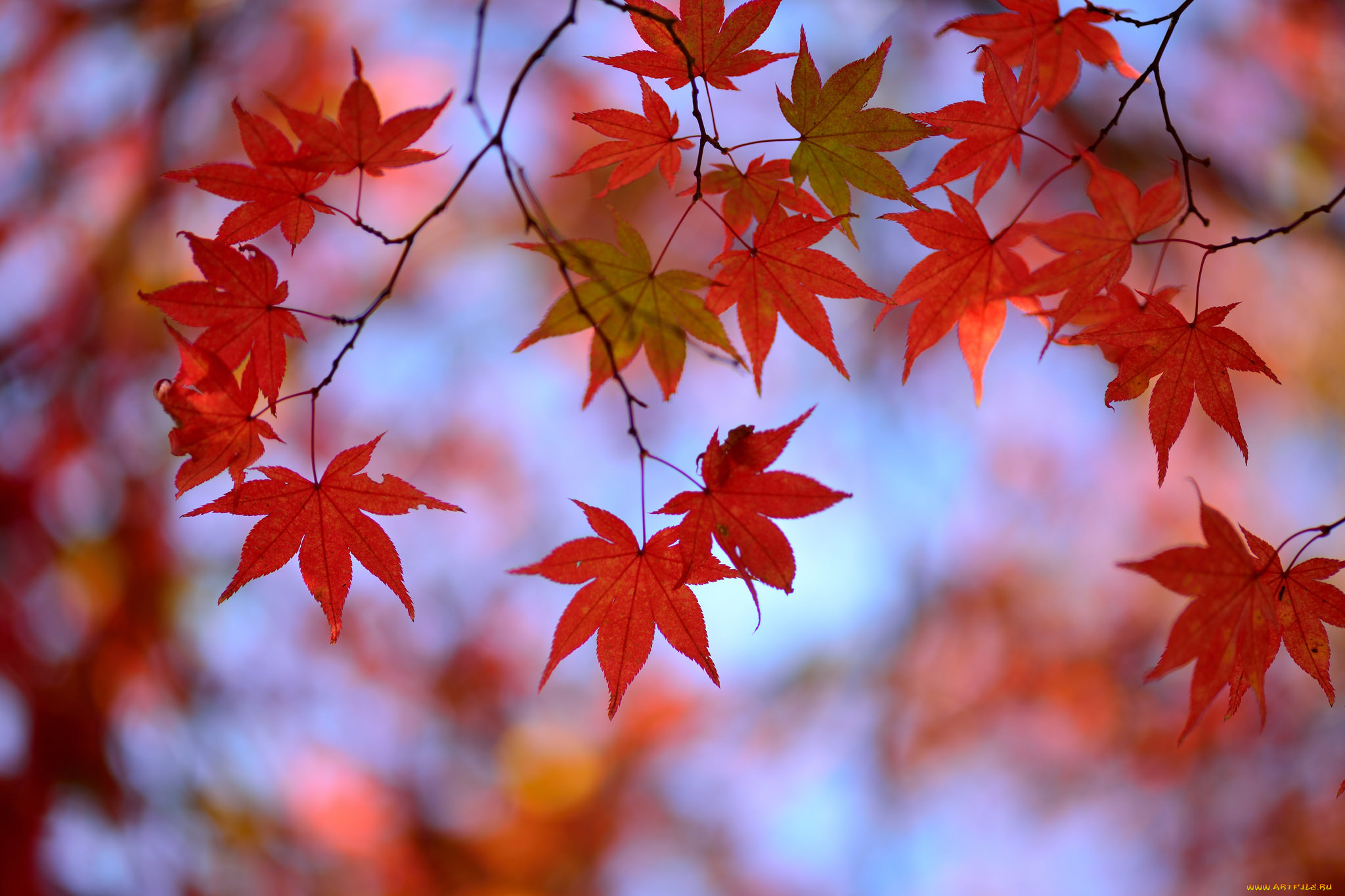 природа, листья