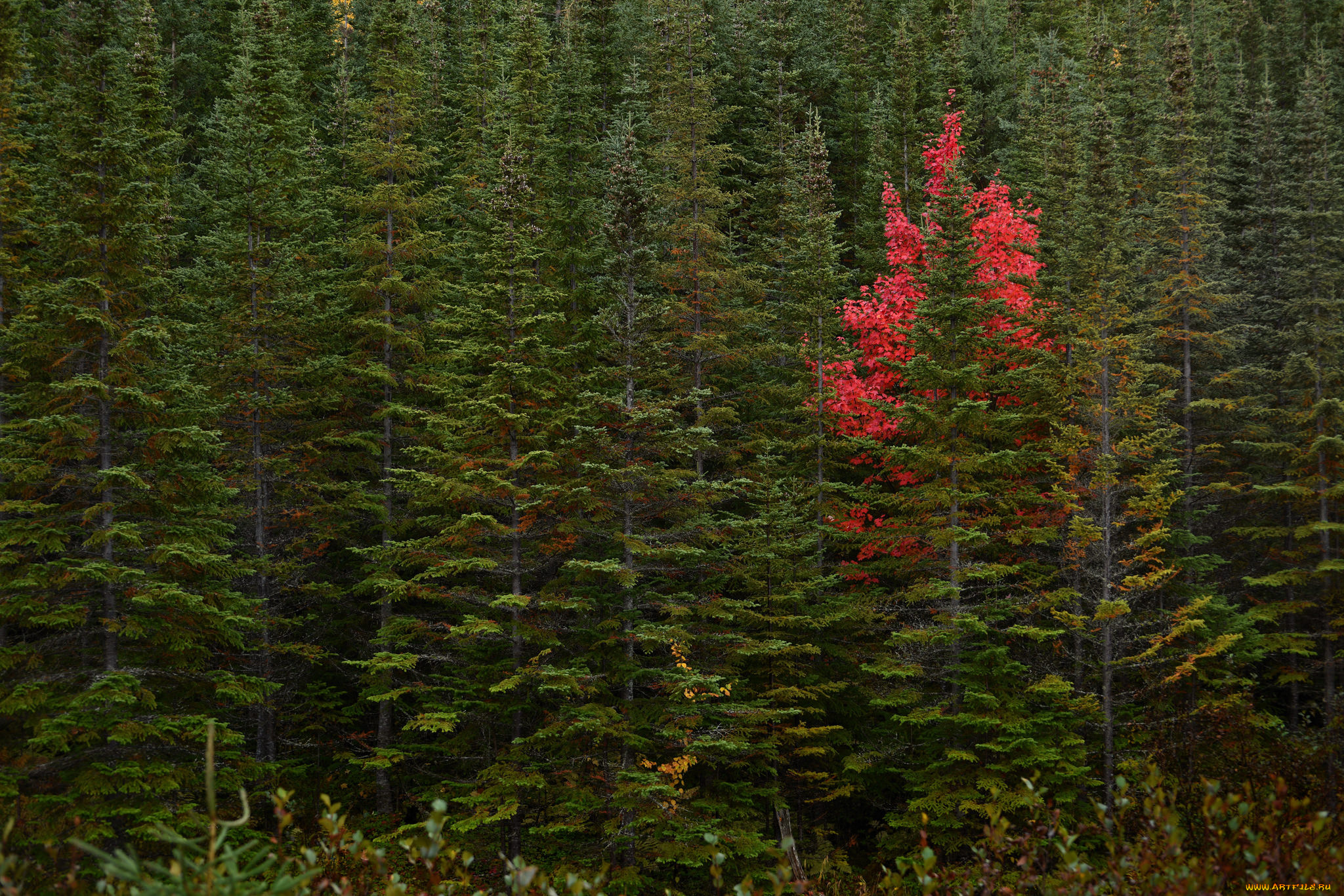 природа, лес, ели, осень