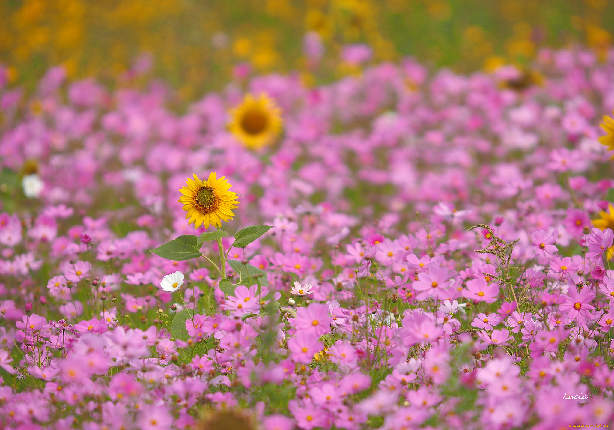 цветы, разные, вместе, космея, розовые, подсолнух