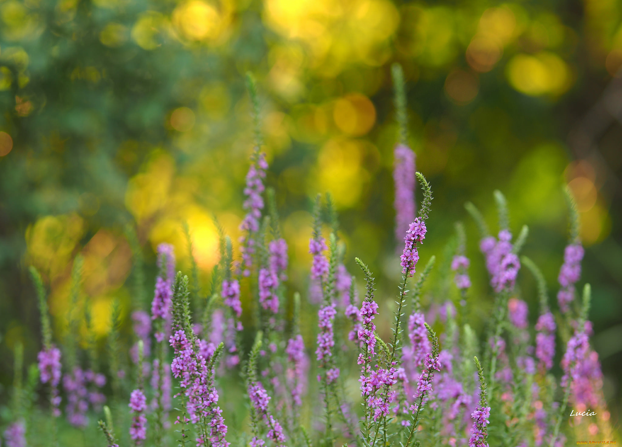 цветы, луговые, , полевые, , цветы, фон