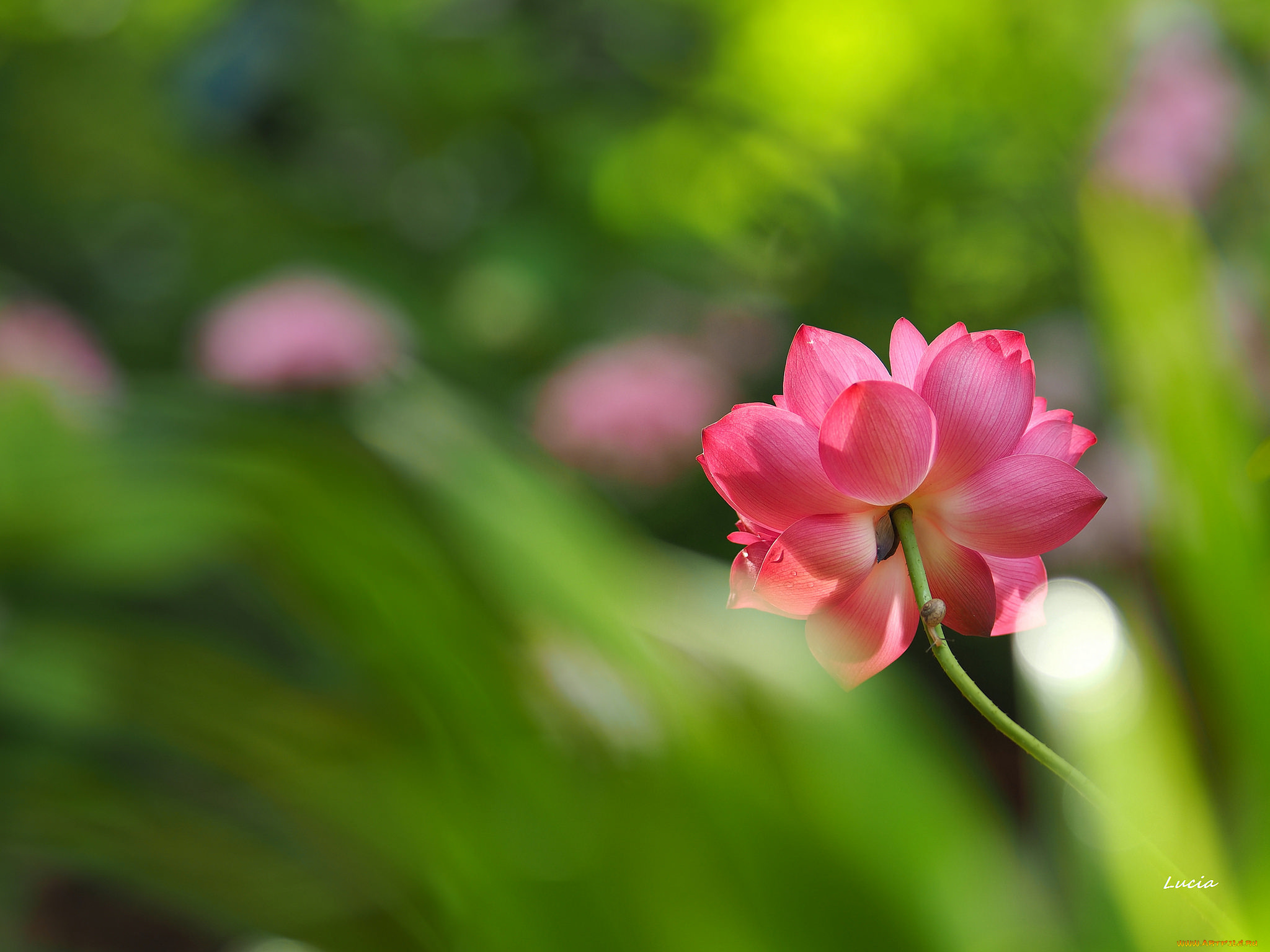 цветы, лотосы, лотос