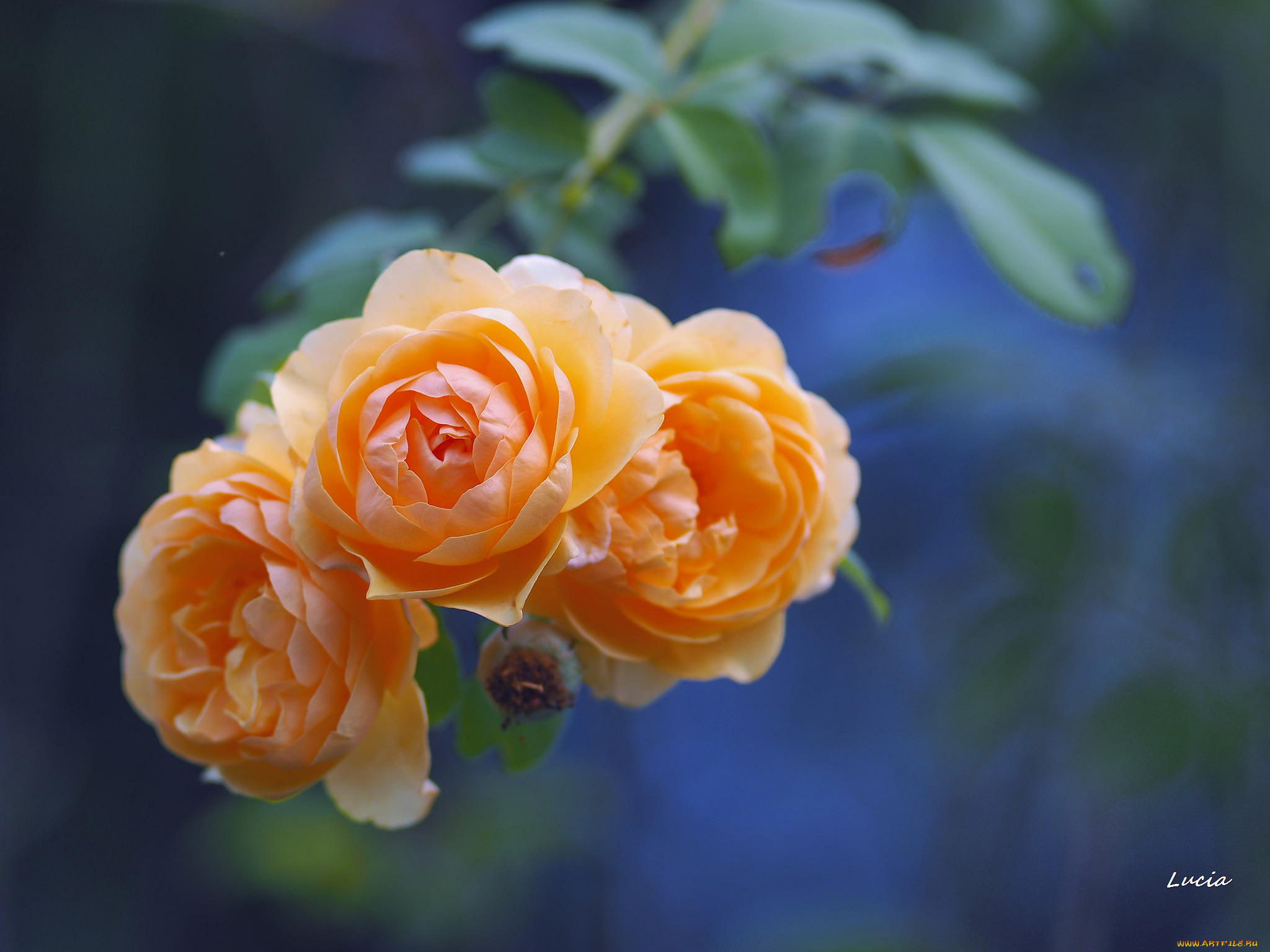 цветы, розы, боке