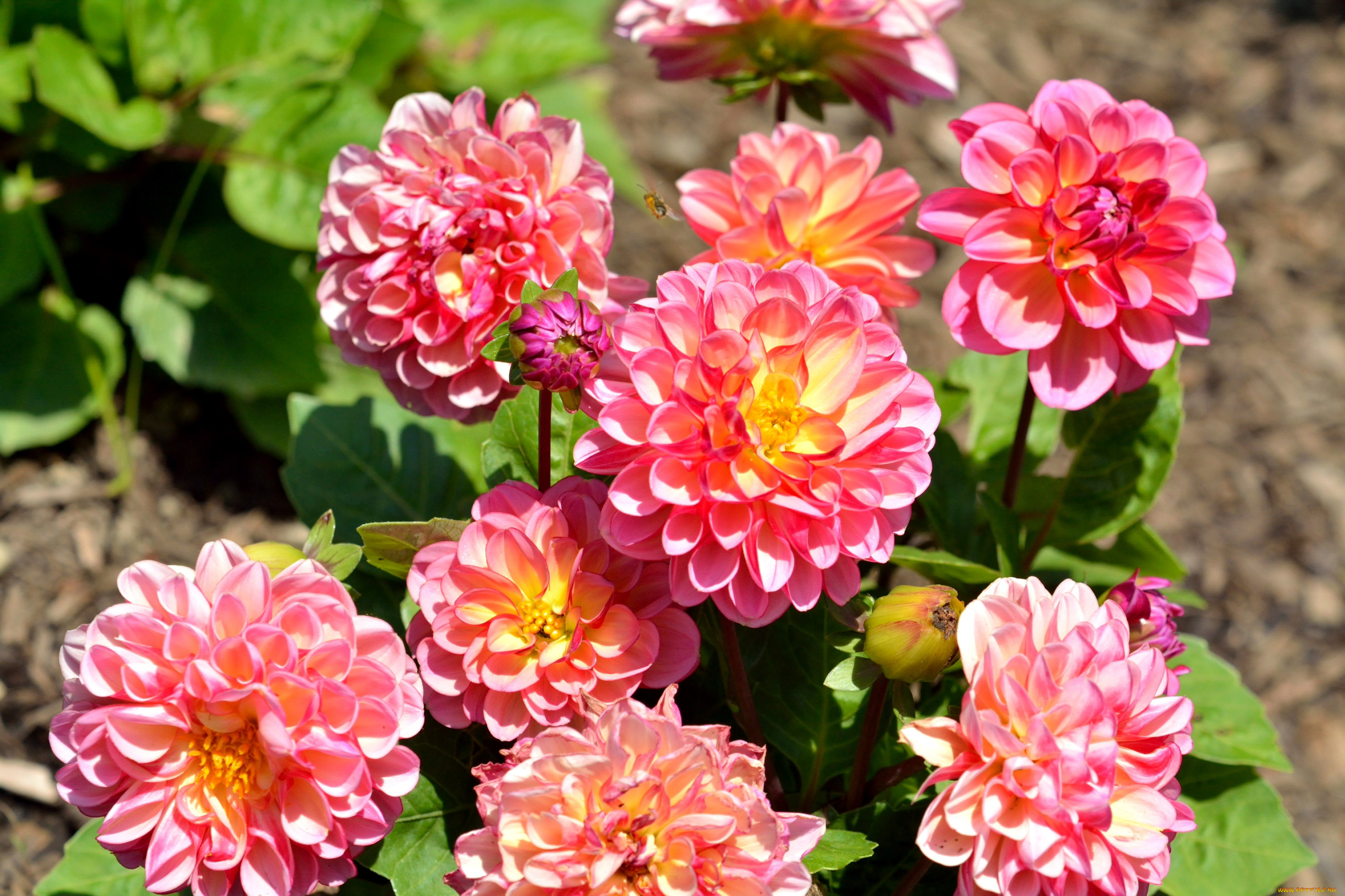 цветы, георгины, яркие